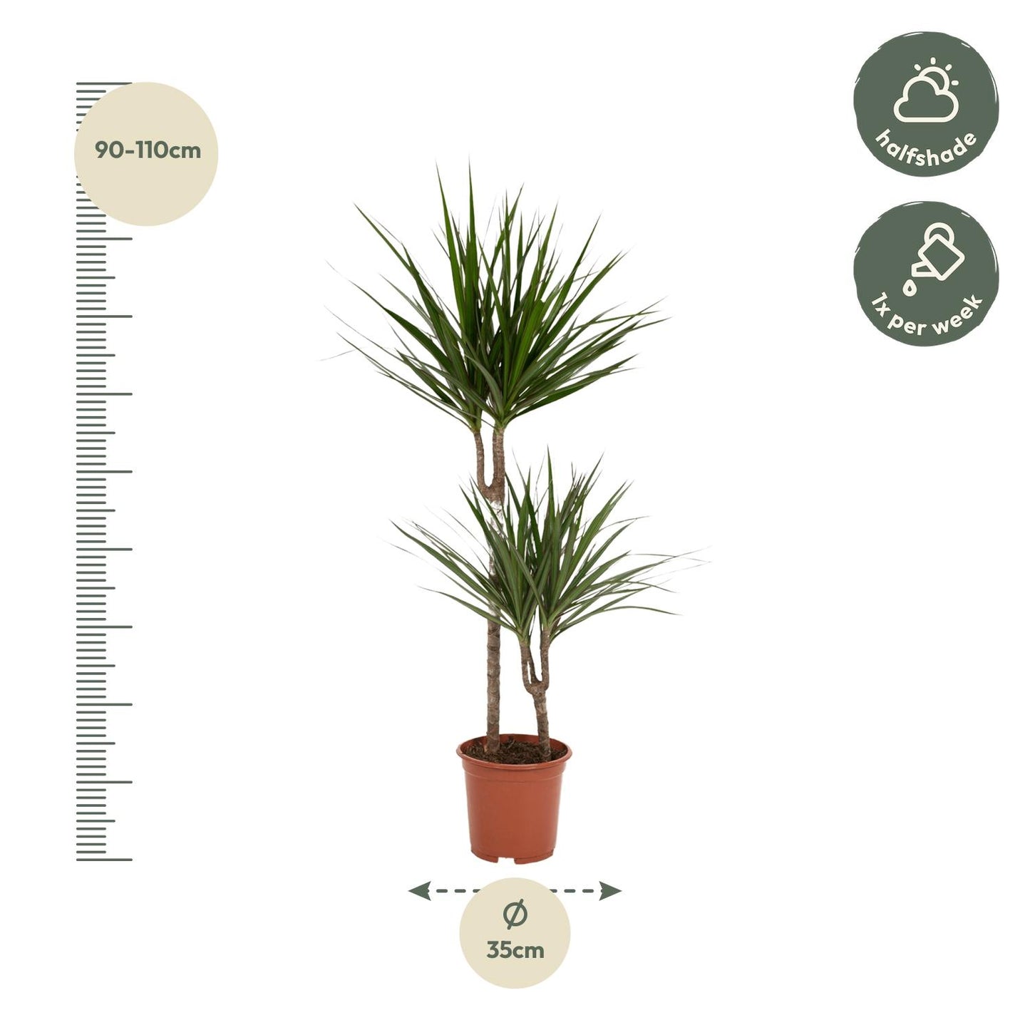 Drachenbaum Marginata 100 cm – Stilvolle Zimmerpflanze