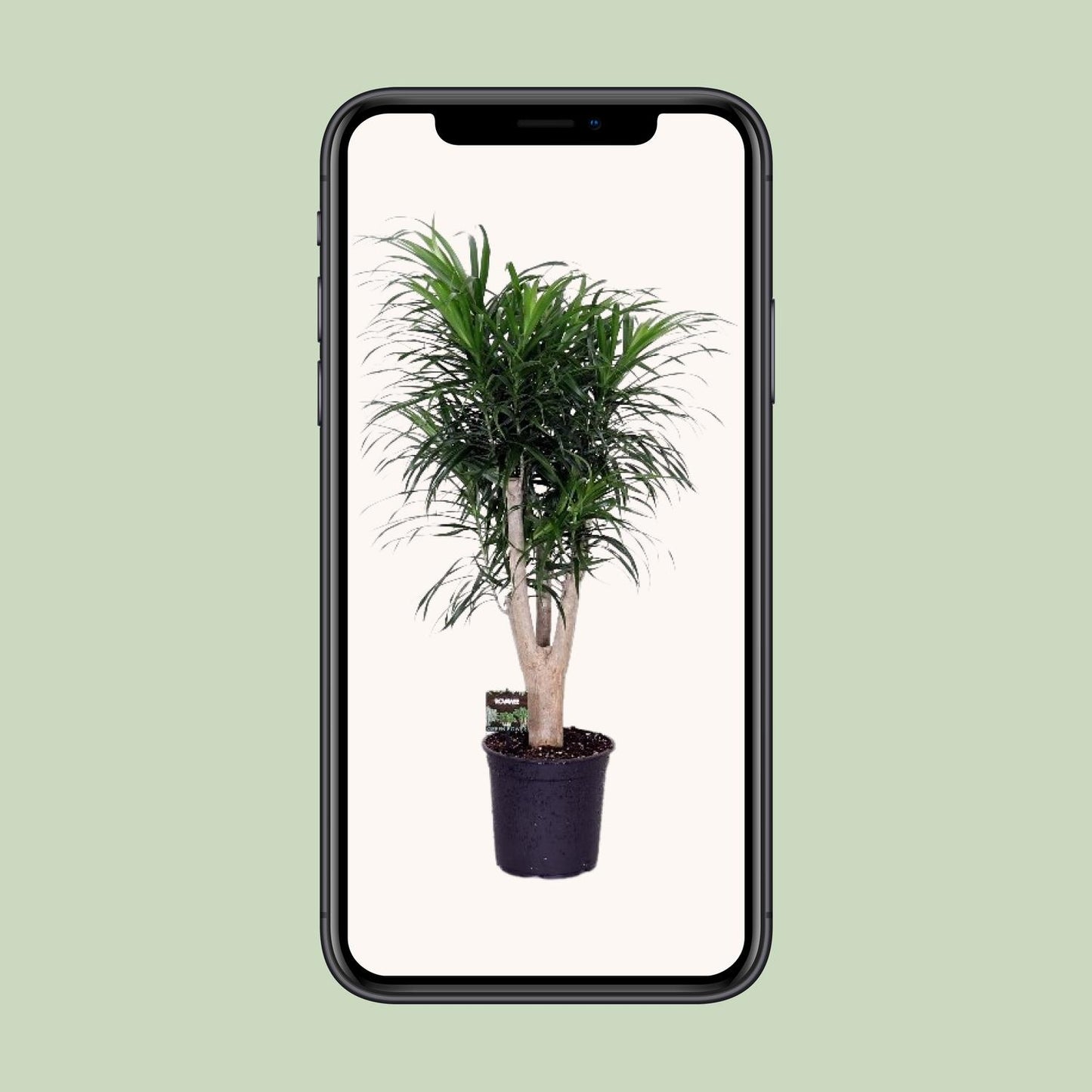 Dracaena Refl. Anita - Ø24cm - ↕90cm
