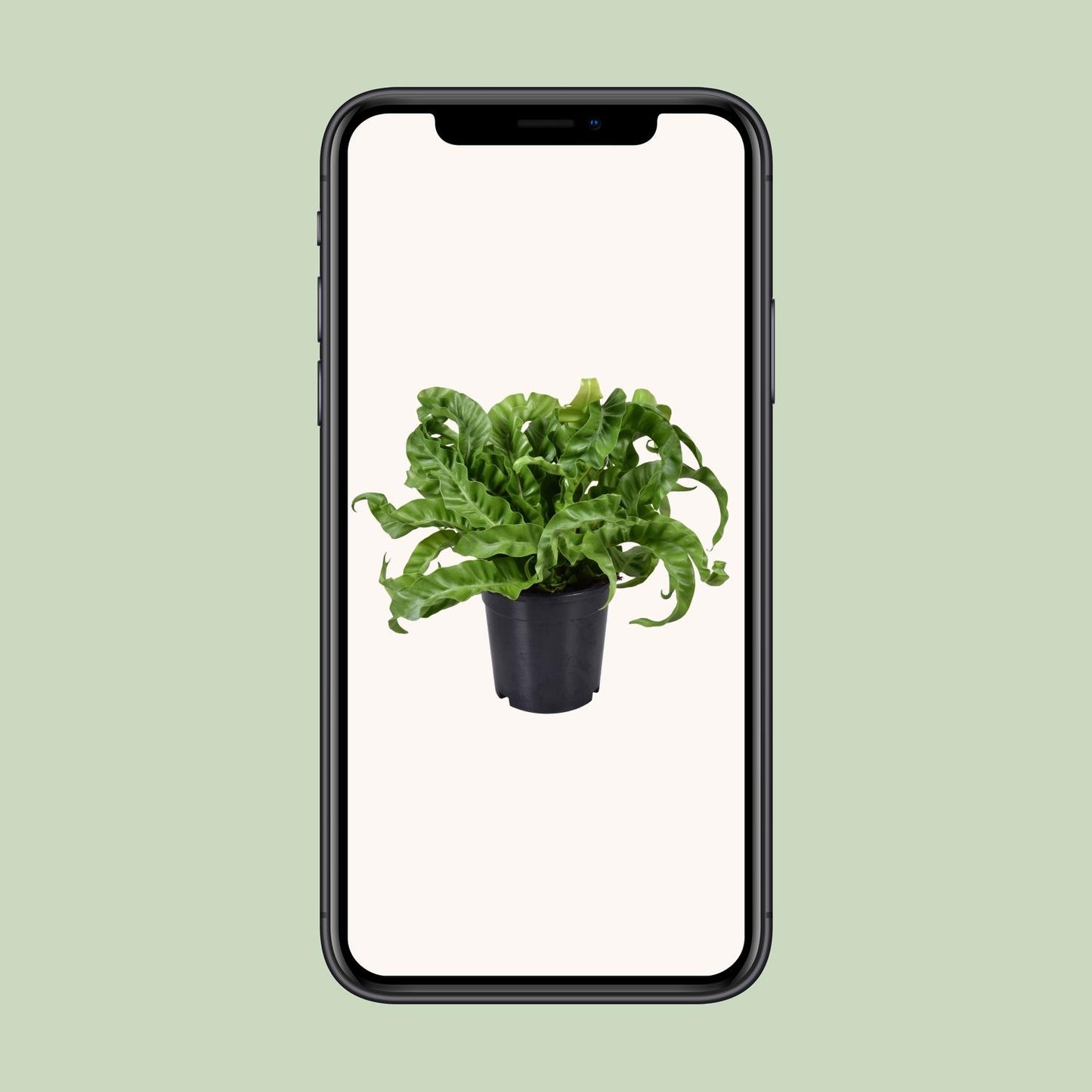 Asplenium Antiquum - Ø17cm - ↕40cm