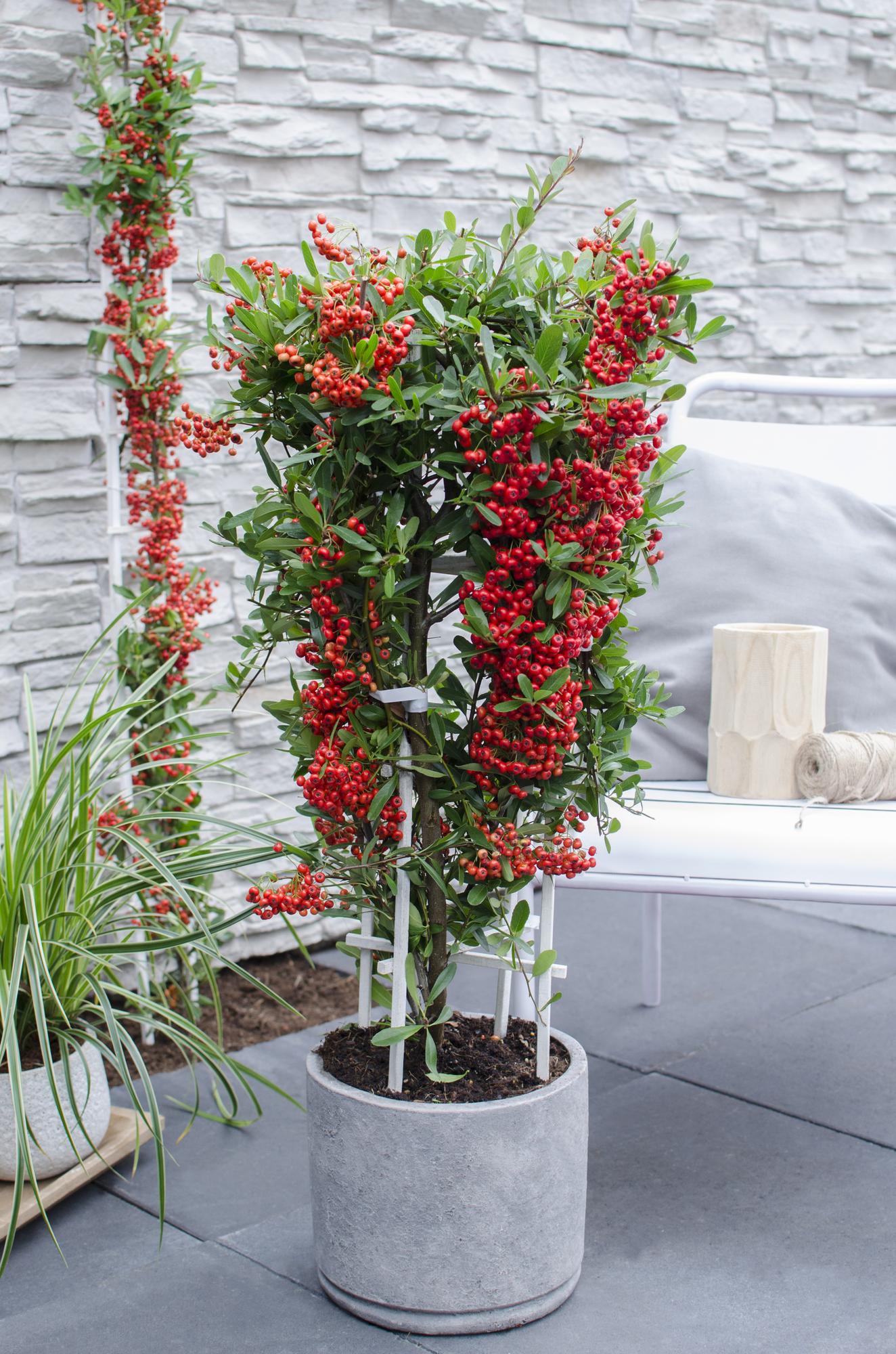 Pyracantha coccinea Red Star - Ø23cm - ↕75cm - Ø23 - ↨75cm