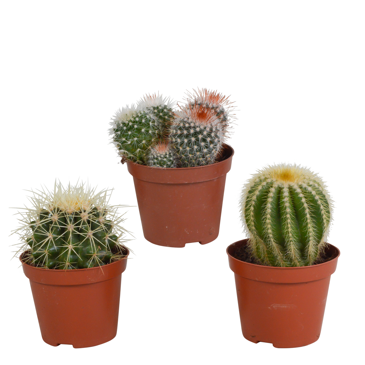 Kugelkakteen-Mischung 8,5 cm – Exotisch & Pflegeleicht