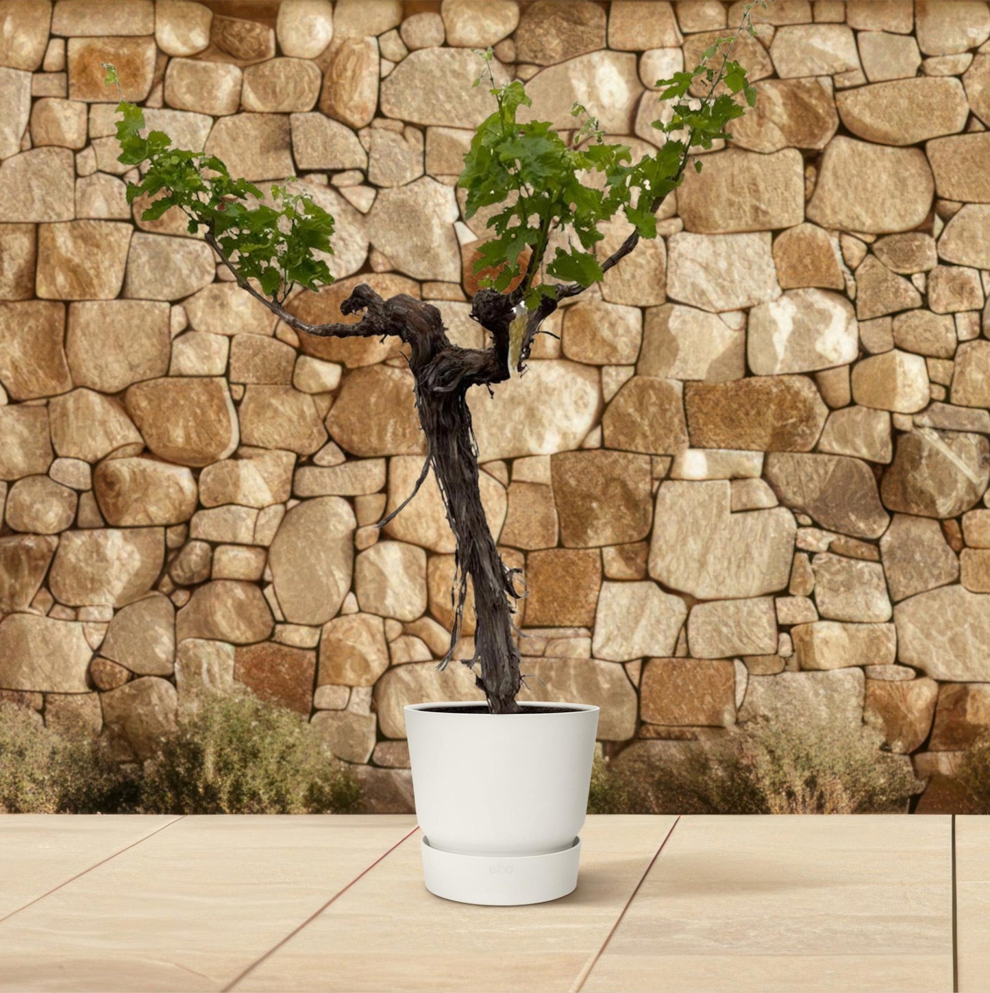Weinrebe am Stamm 220 cm – Mediterrane Kübelpflanze
