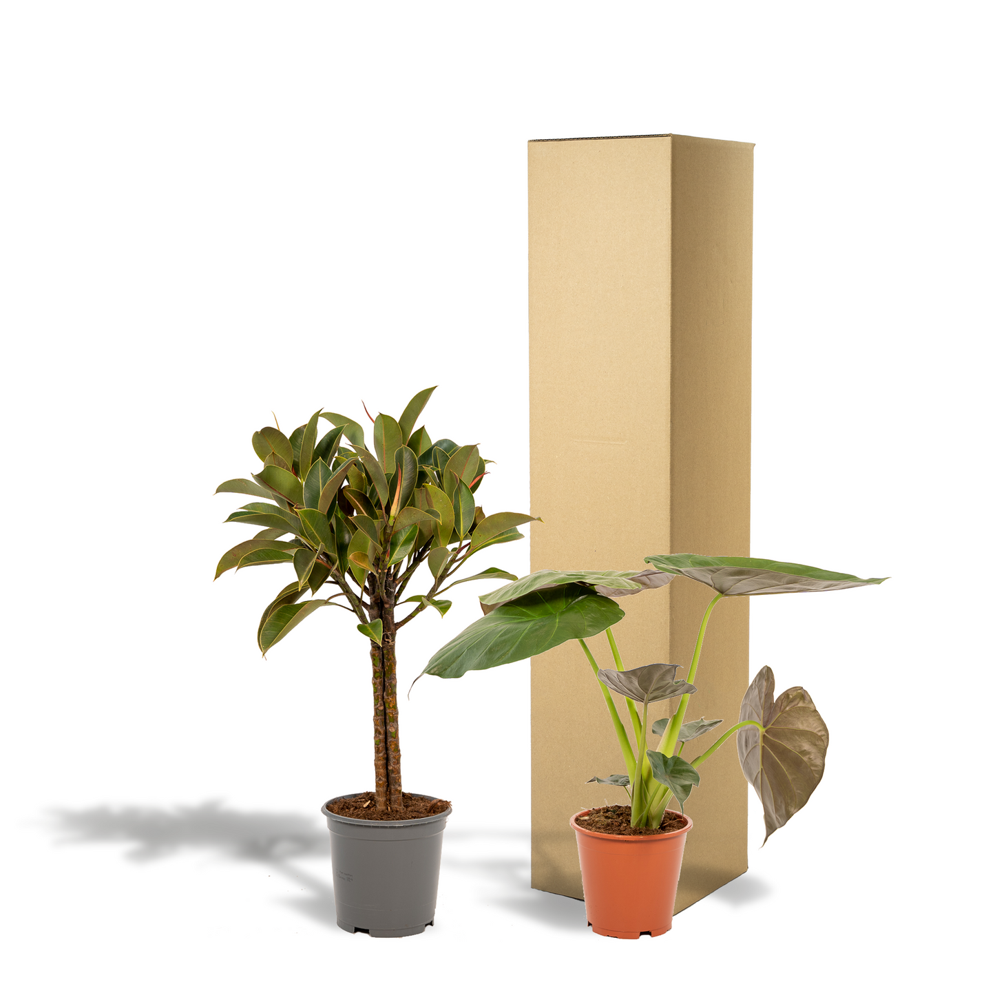 Ficus Elastica Melany - Ø21cm - ↕85cm + Alocasia Wentii - Ø19cm - ↕60cm