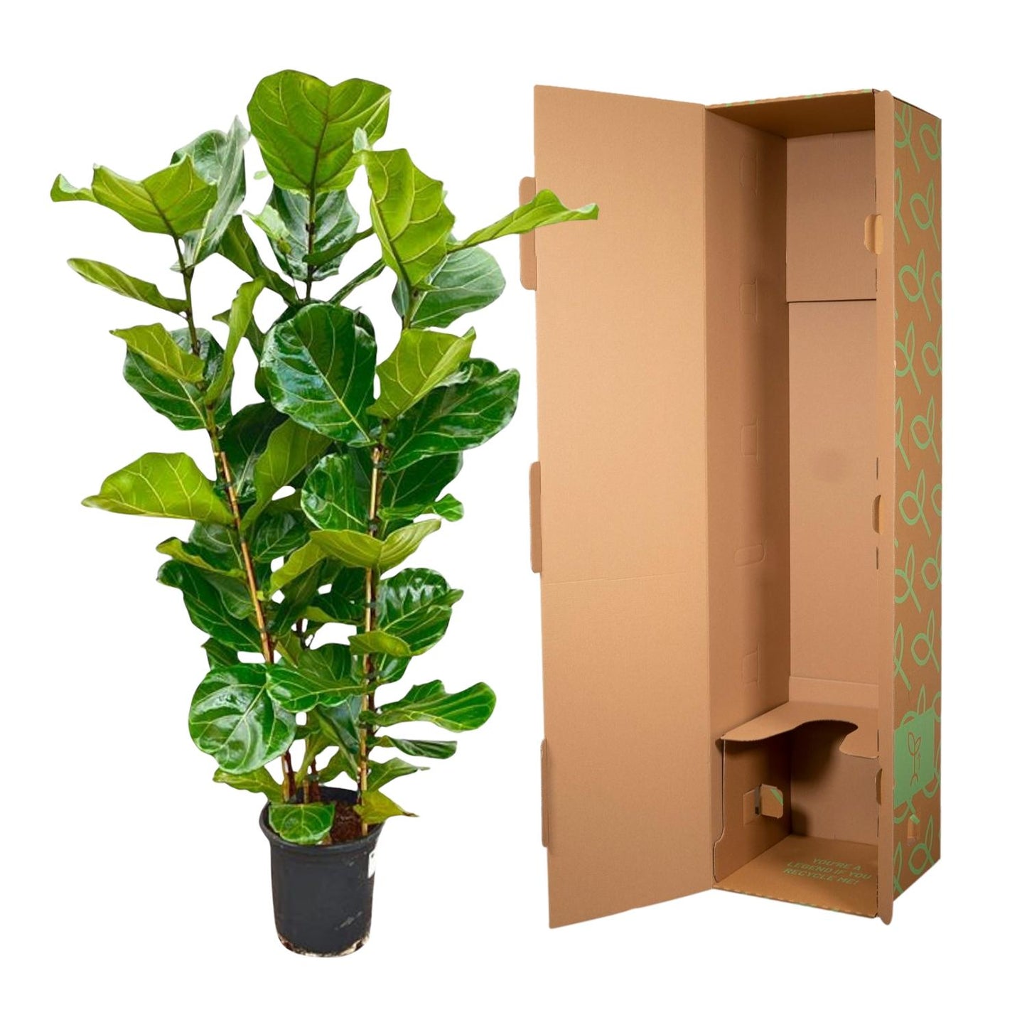 Geigenfeige 155 cm – Stilvolle, pflegeleichte Zimmerpflanze