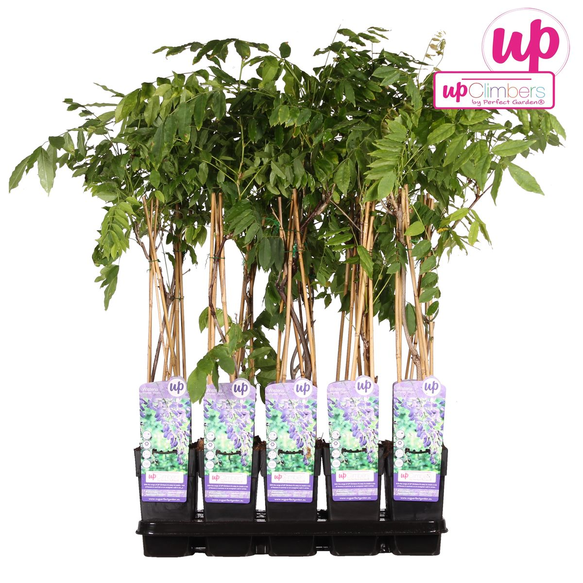 Wisteria sinensis 'Prolific' - Glyzinie - Ø15cm - ↕65cm