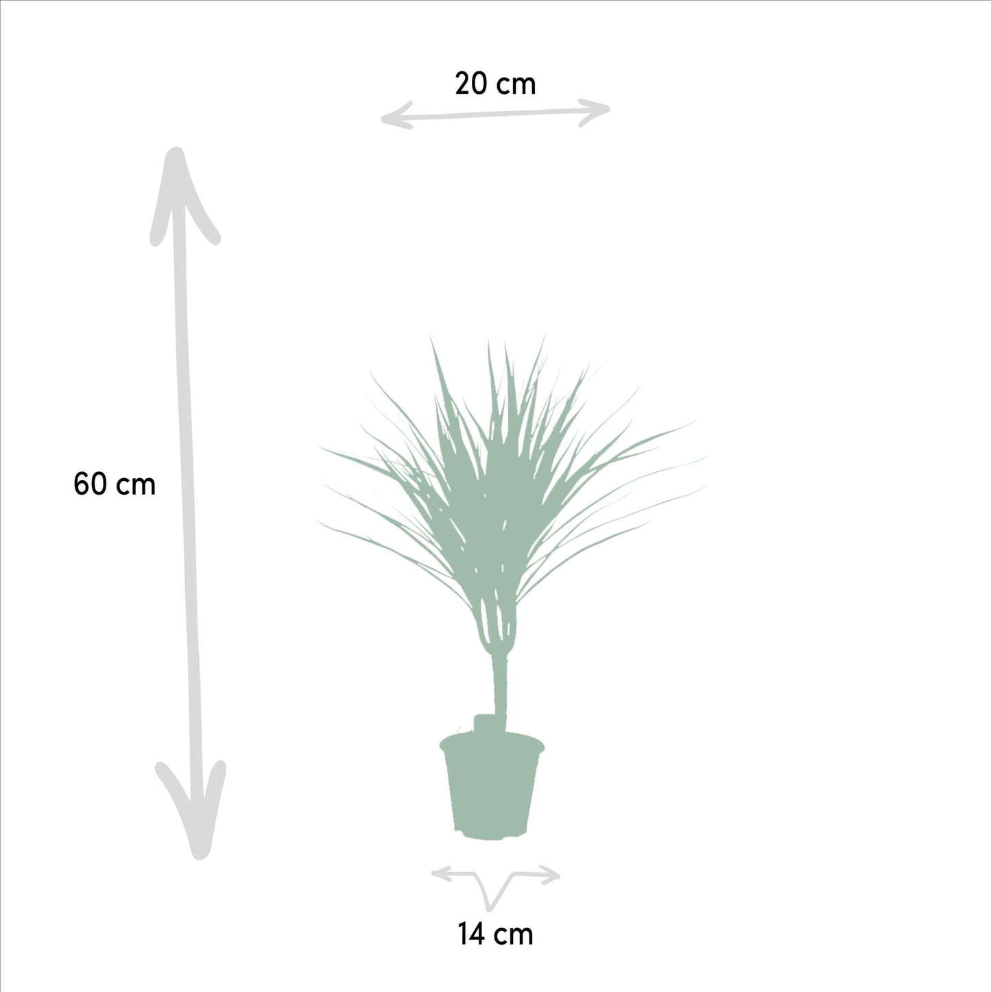 Drachenbaum Marginata – 60 cm pflegeleichte Zimmerpflanze