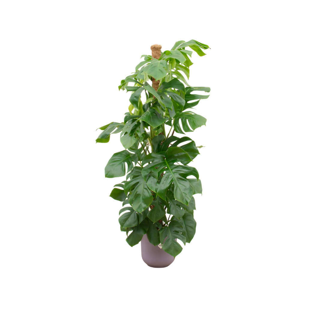 Monstera Fensterblatt XL im lila Elho Topf – 150 cm