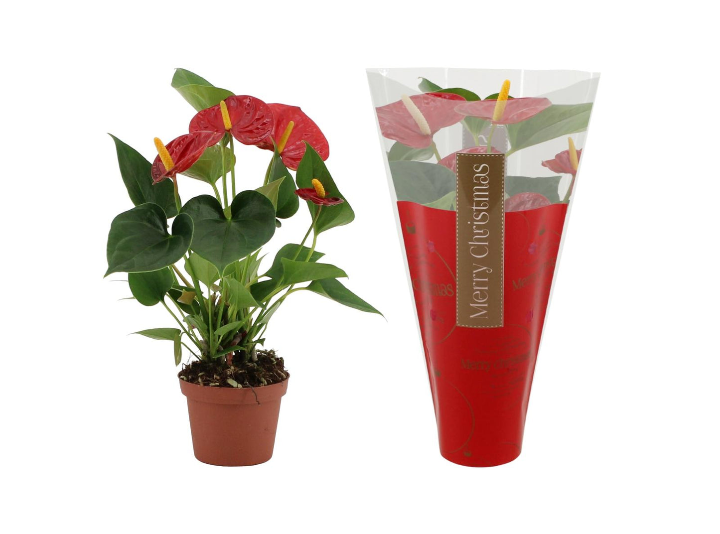 Anthurium Diamond Red In Ruby Sleeve - Ø9cm - ↕25cm