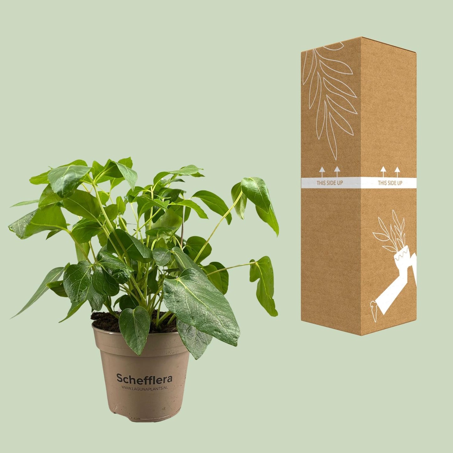 Schefflera Artinolphylla - Ø15cm - ↕45cm