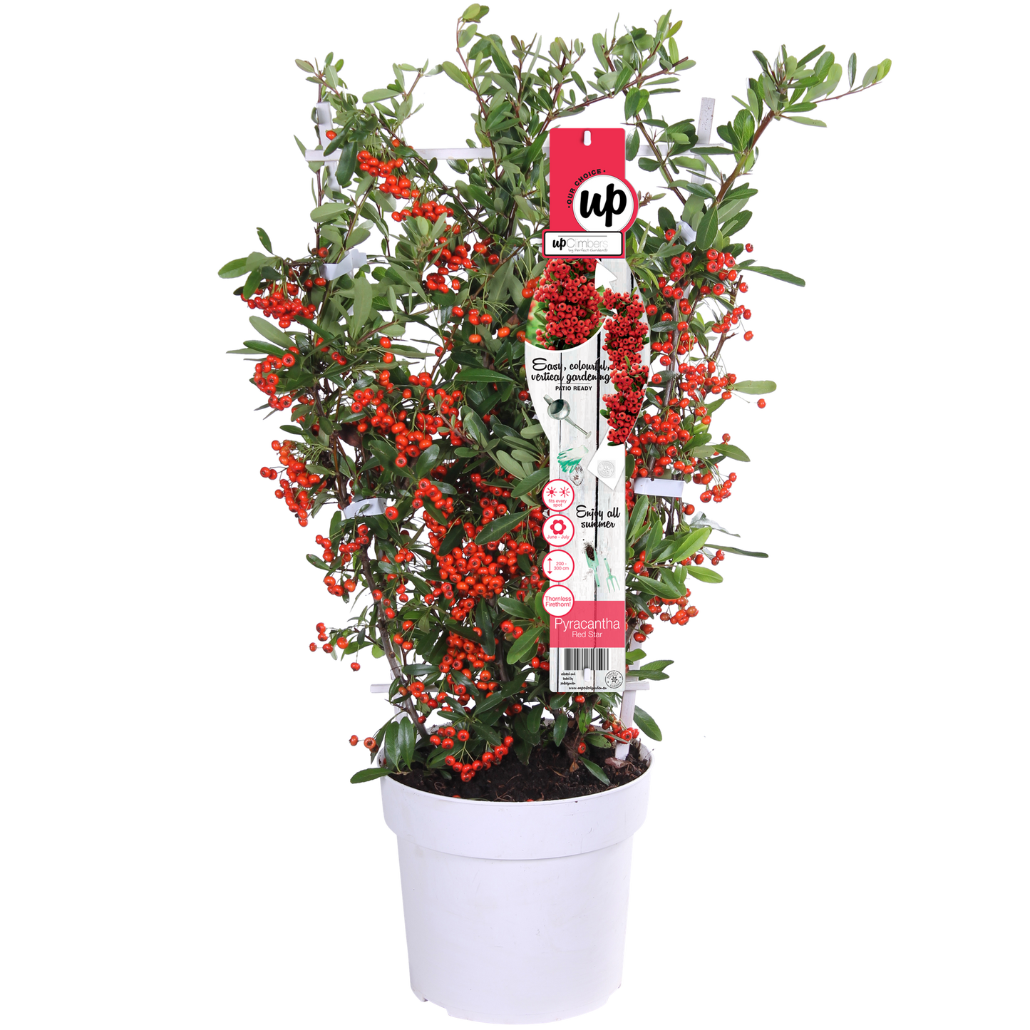 Pyracantha coccinea Red Star - Ø23cm - ↕75cm - Ø19 - ↨70cm