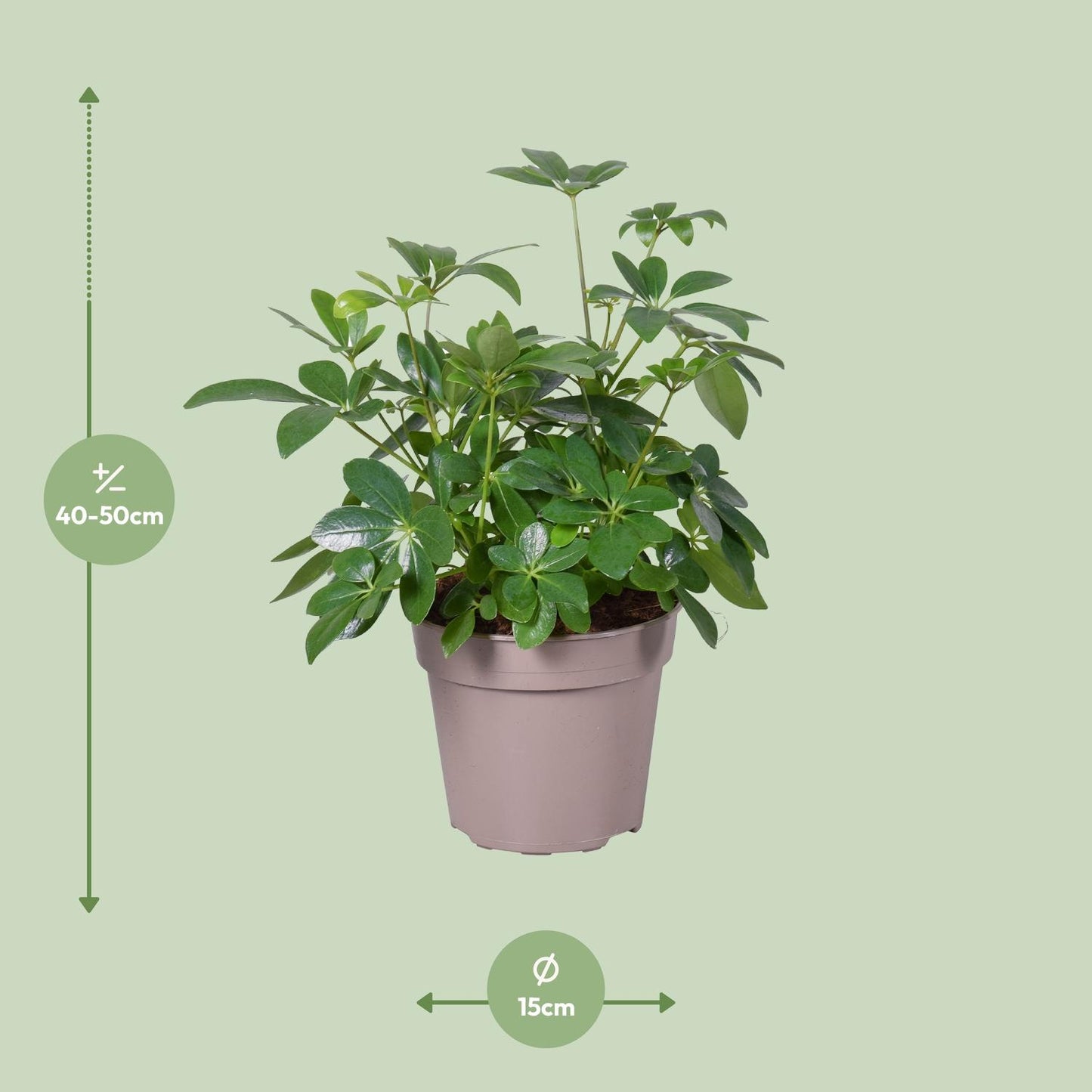 Schefflera Arboricola - Ø15cm - ↕45cm