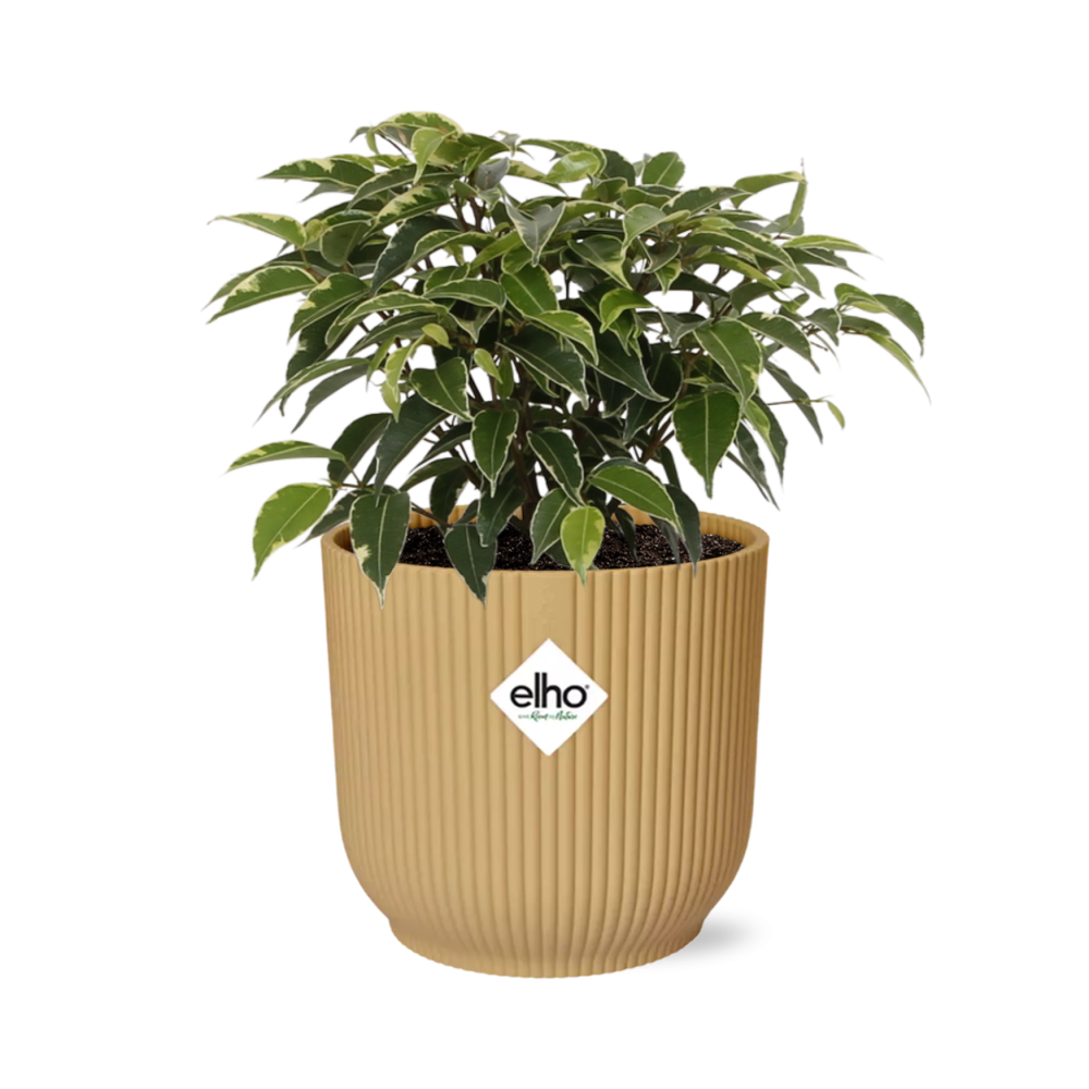 Ficus Benjamina Kinky in ELHO Vibes Fold 14cm geel