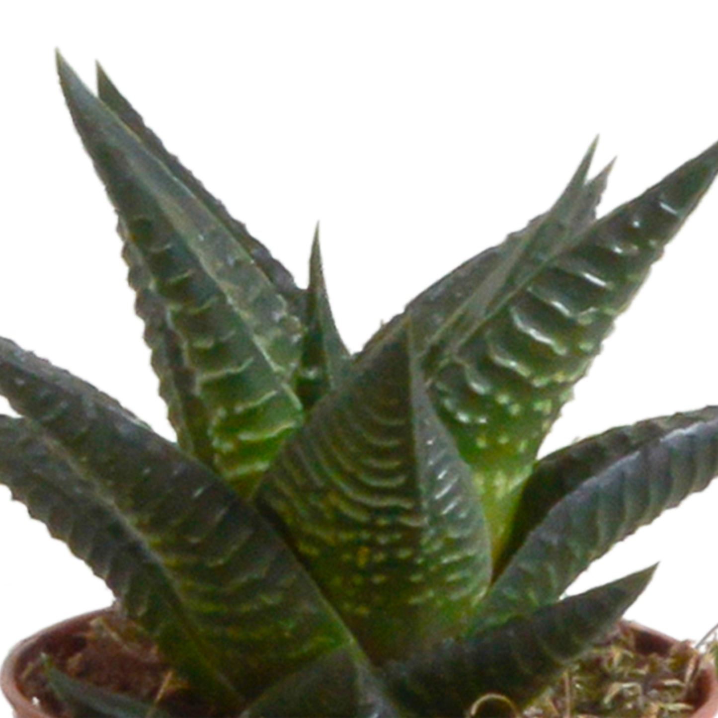 Gasteria & Haworthia Mix 5er Set im Terrakotta-Topf