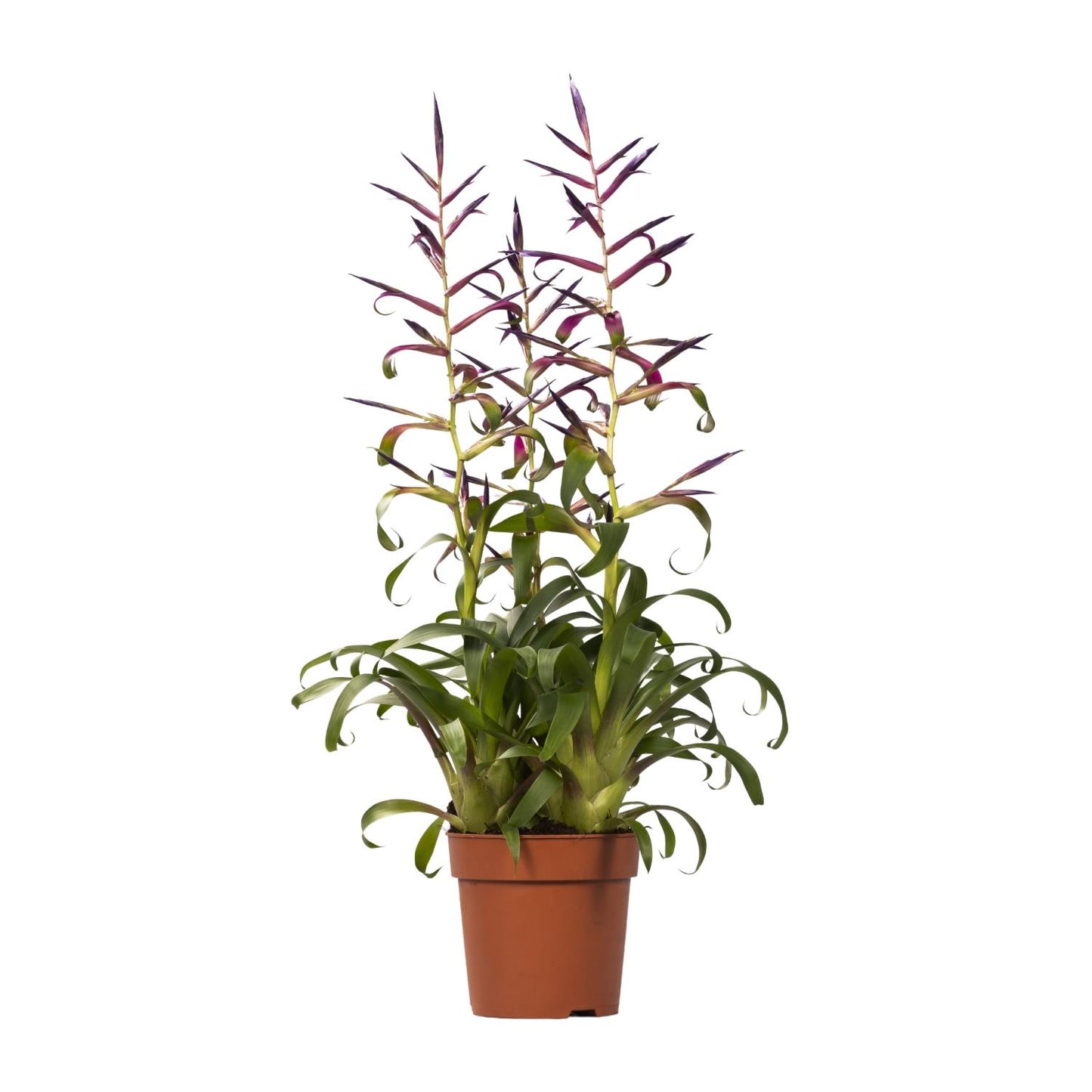 Tillandsia Mora - Ø12cm - ↕55cm