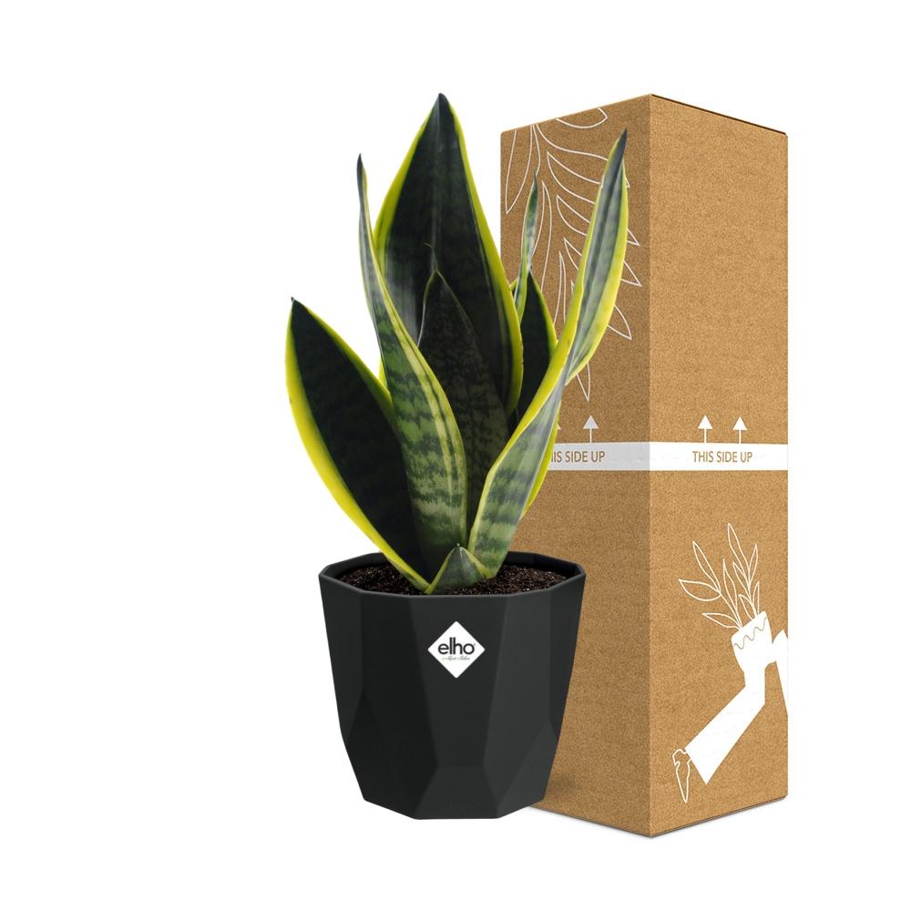 Sansevieria Futura Superba in 14cm b.for rock living black