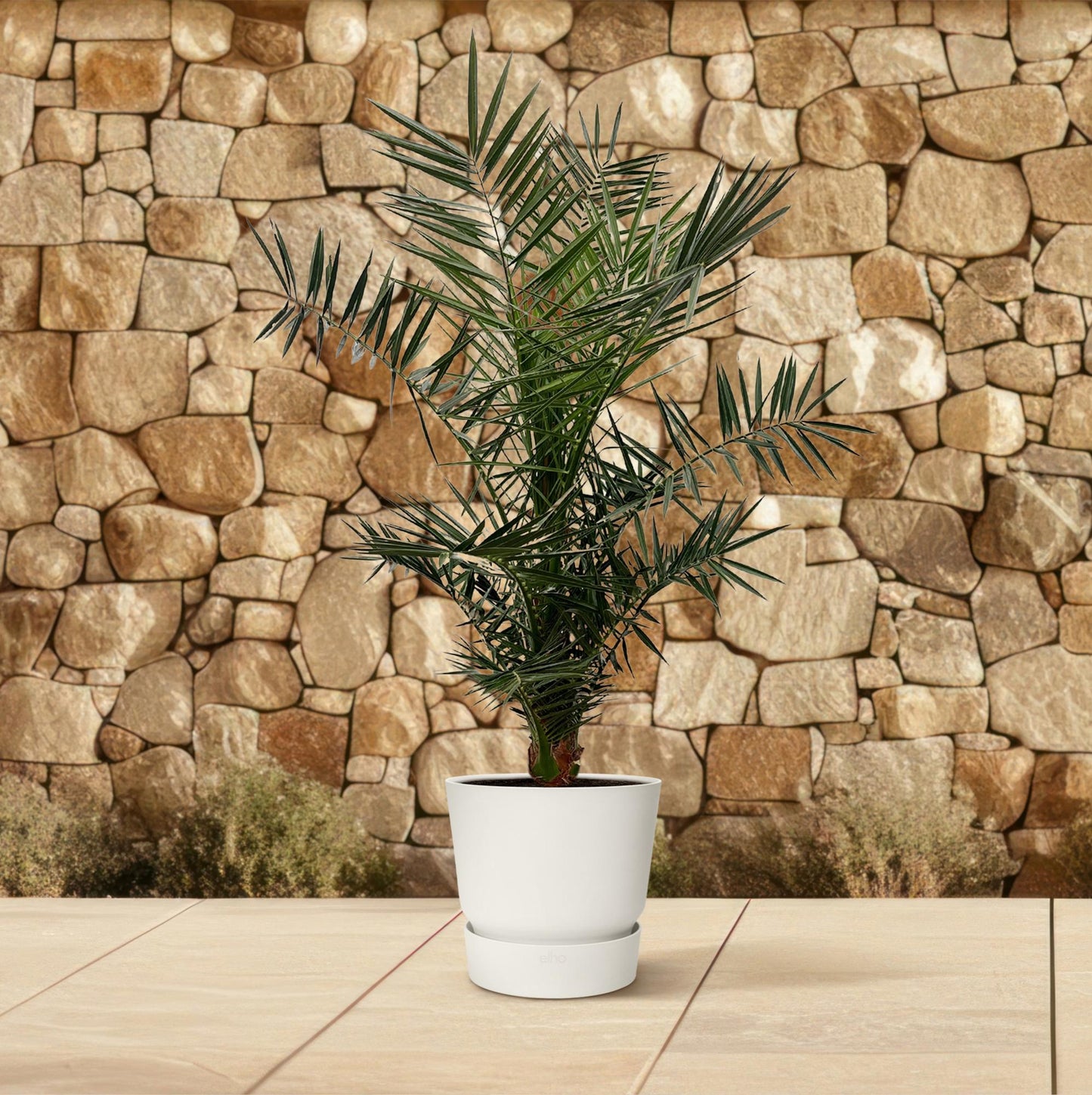 Kanarische Dattelpalme 120 cm – Mediterrane Zimmerpalme