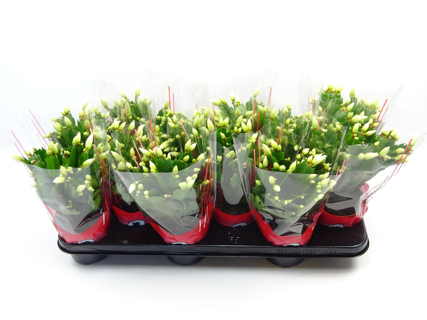 Schlumbergera 10.5 Cm Wit - Ø10,5cm - ↕30cm