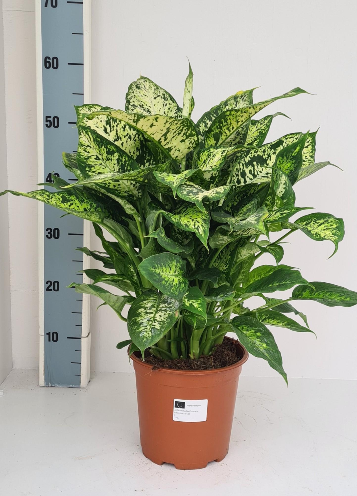 Dieffenbachia Compacta
