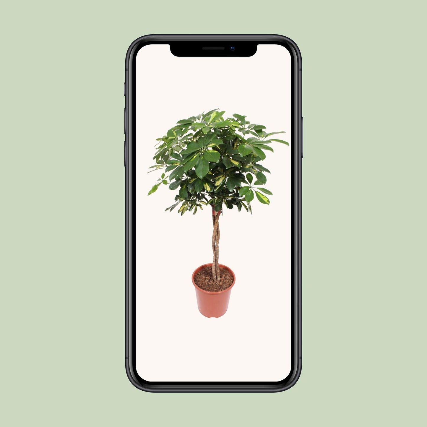 Schefflera Gold Capella - Ø27cm - ↕120cm
