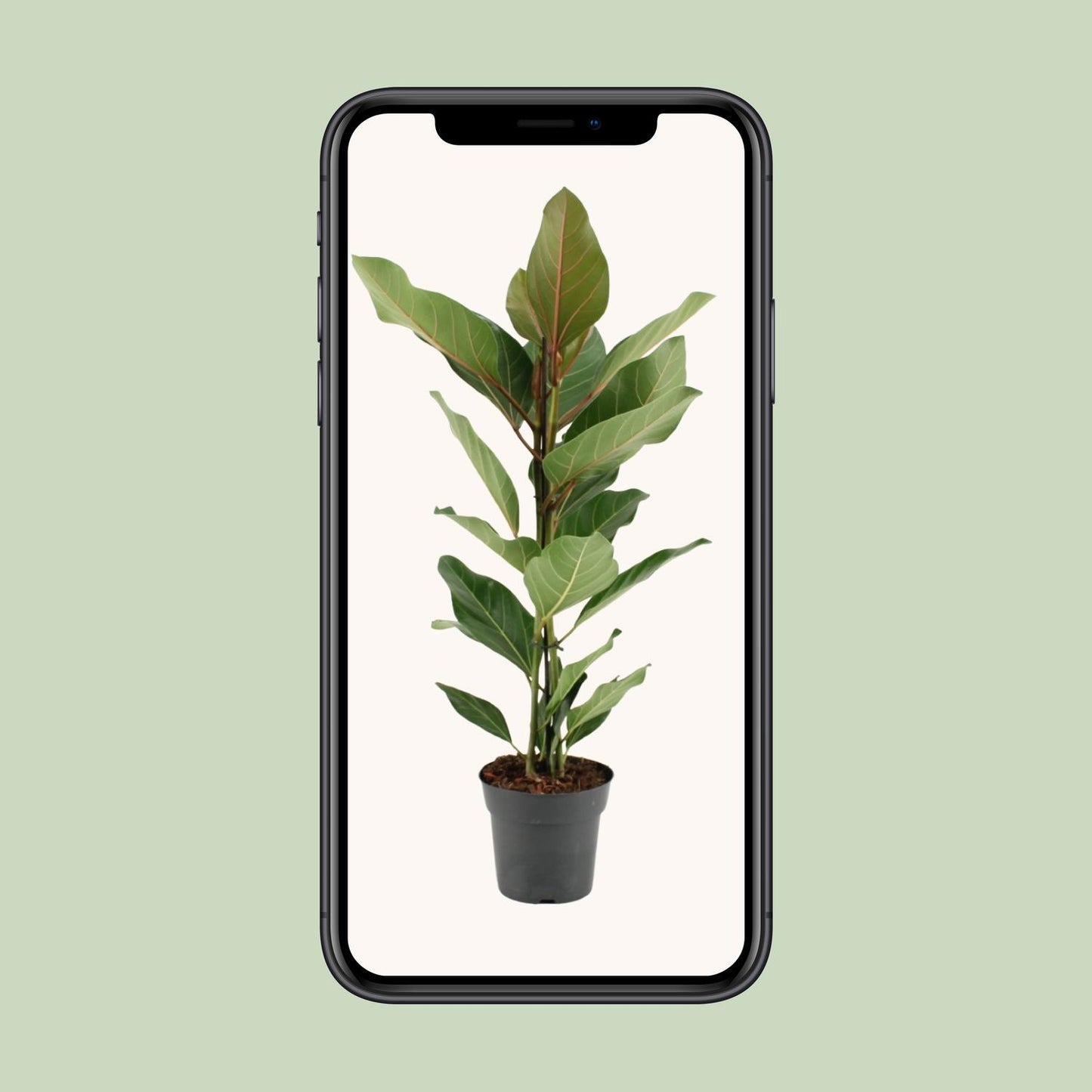 Ficus Benghalensis Joy - Ø17cm - ↕65cm