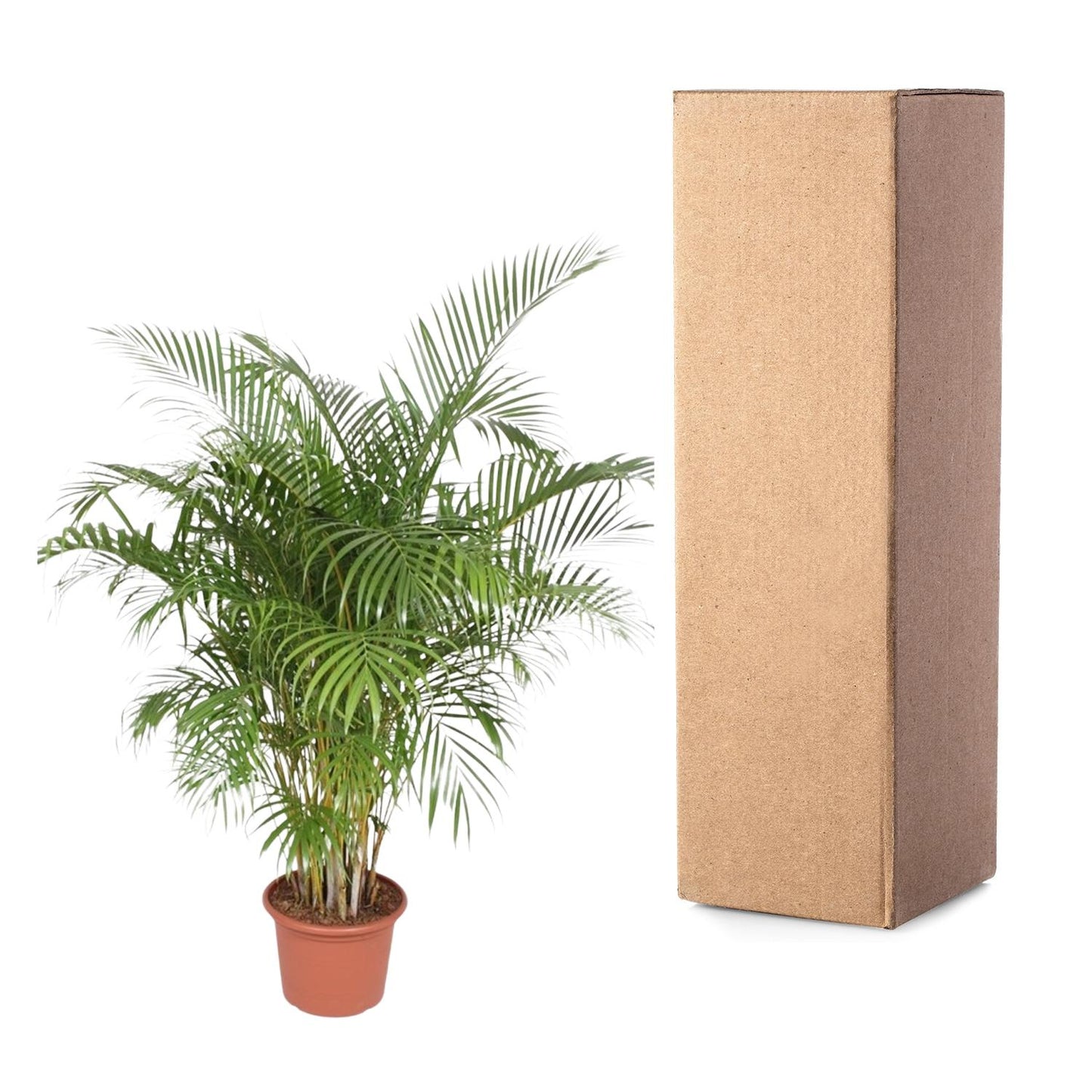 Goldfruchtpalme 200 cm – Areca Palme im Ø40 cm Topf