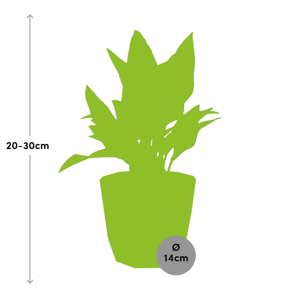 Aglaonema Maria in ELHO b.for rock 14 cm warm grey