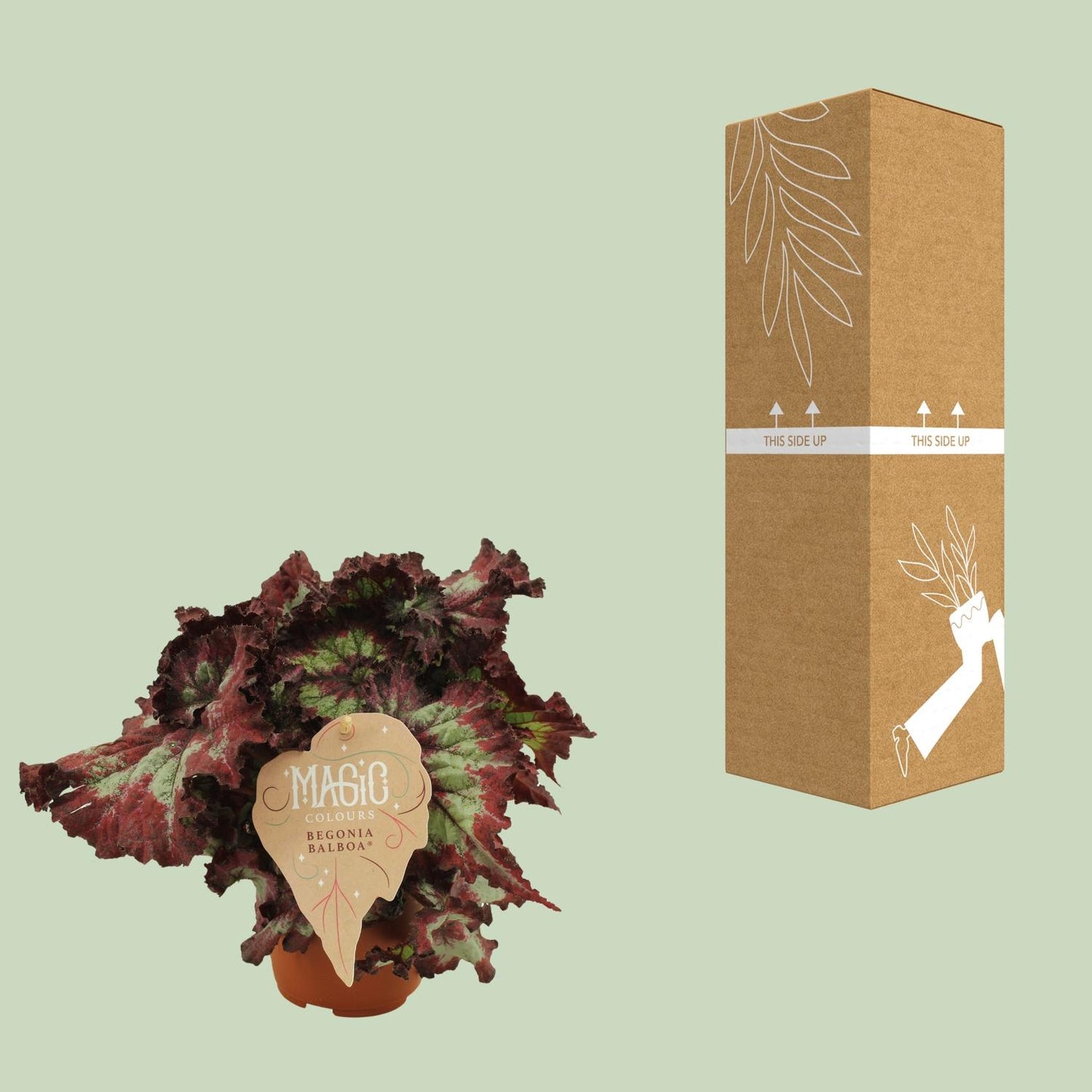 Begonia Rex Balboa - Ø12 ↕25