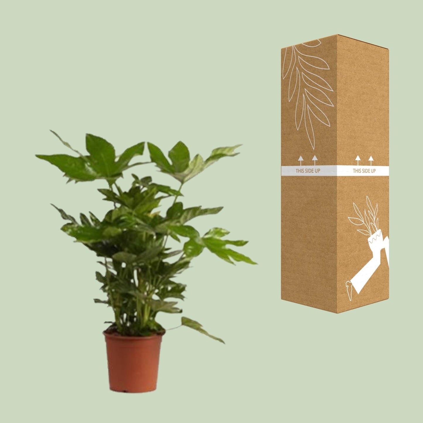 Fatsia Japonica