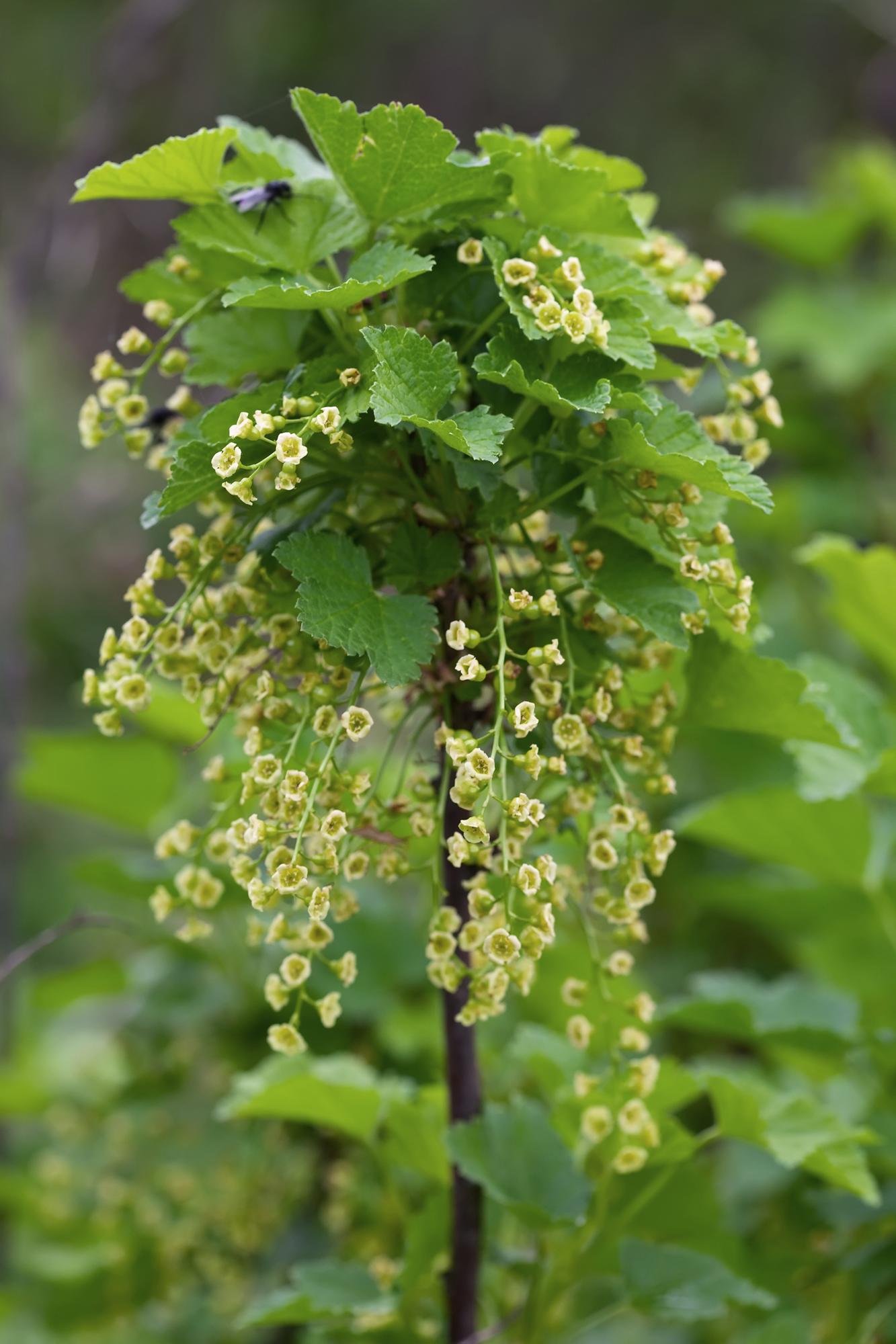 Ribes nigrum 'Ben Nevis' - Schwarze Johannisbeere - Ø13cm - ↕45cm