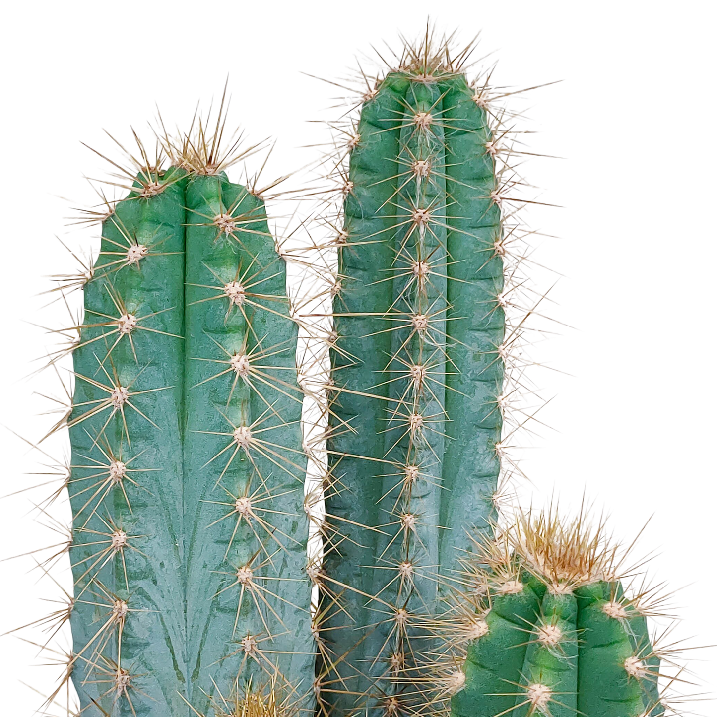Blauer Säulenkaktus – 17 cm Pilosocereus azureus