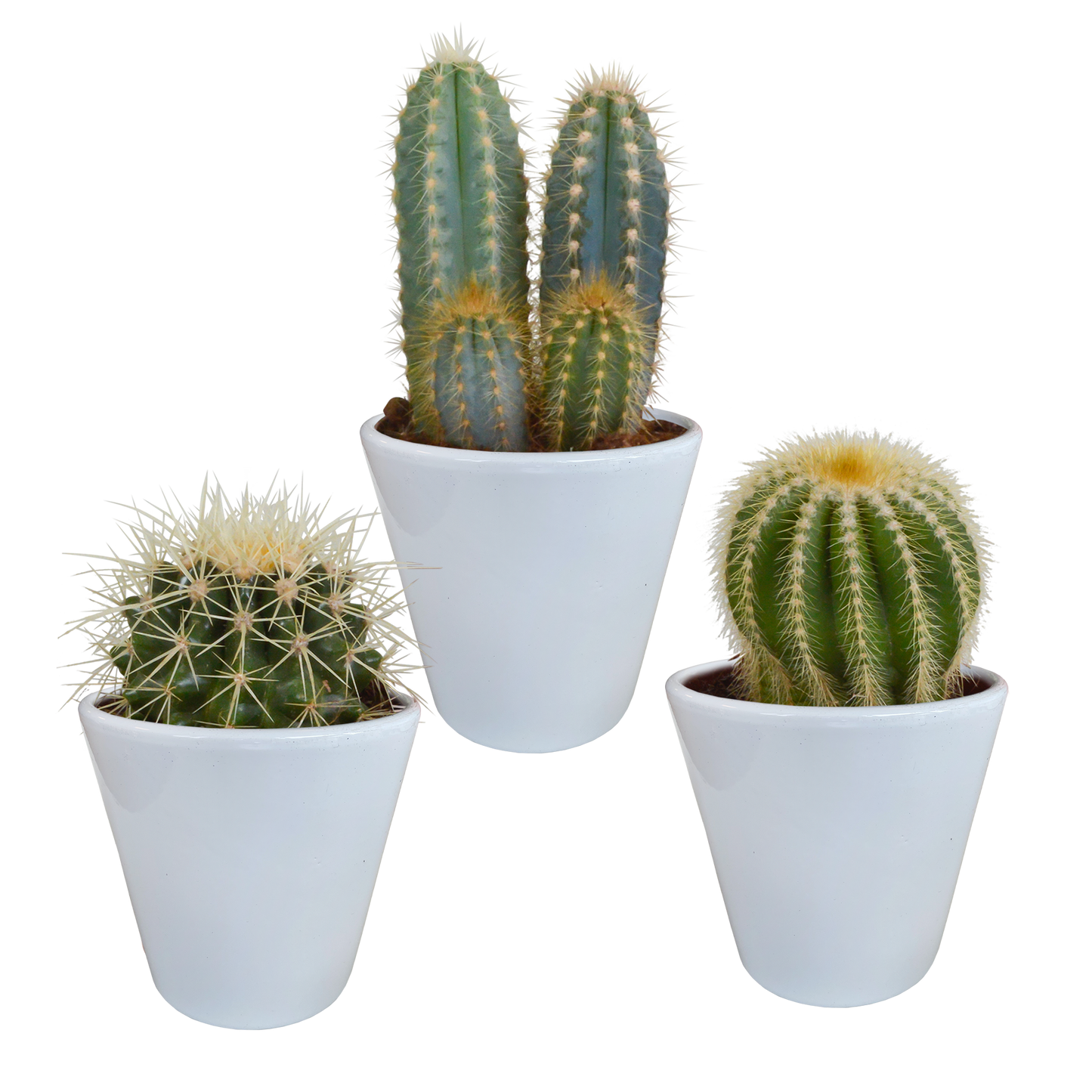 Kakteen-Mischung 3er Set im 8,5 cm Topf