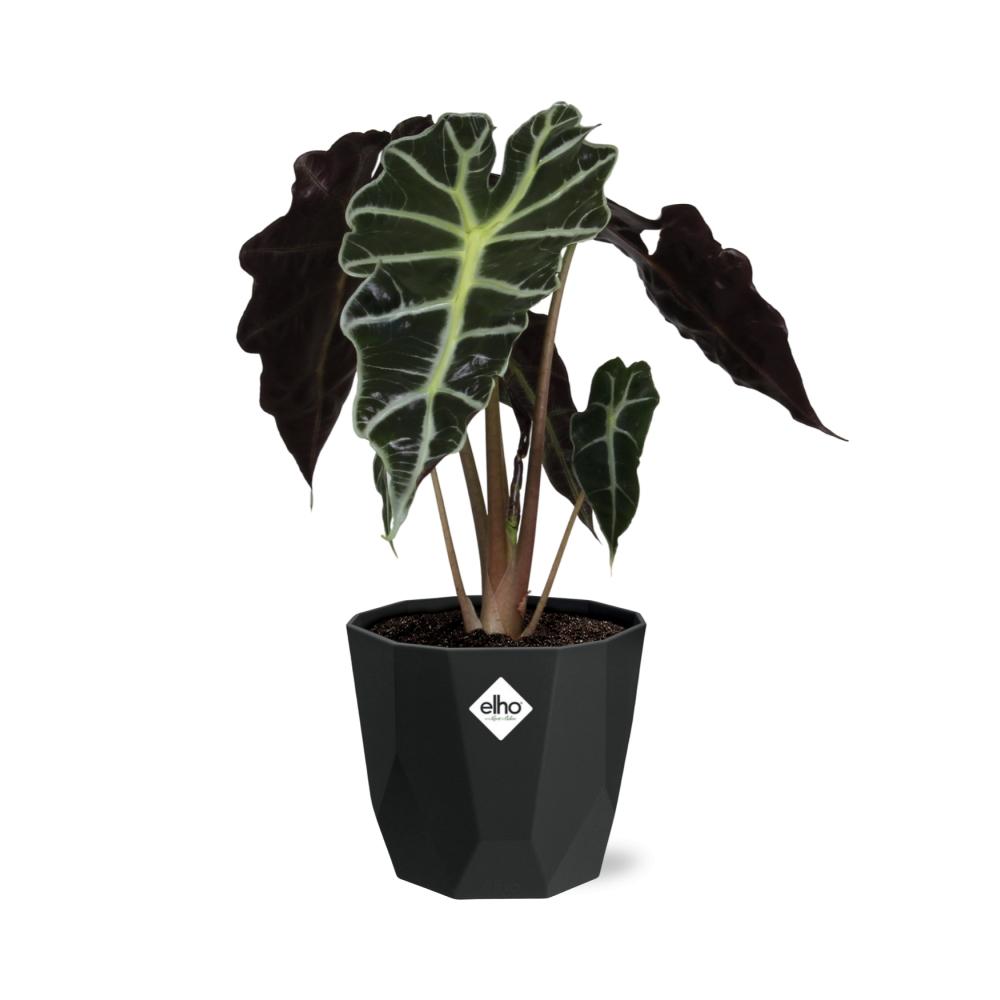 Alocasia ‘Polly’ in 14cm b.for rock living black