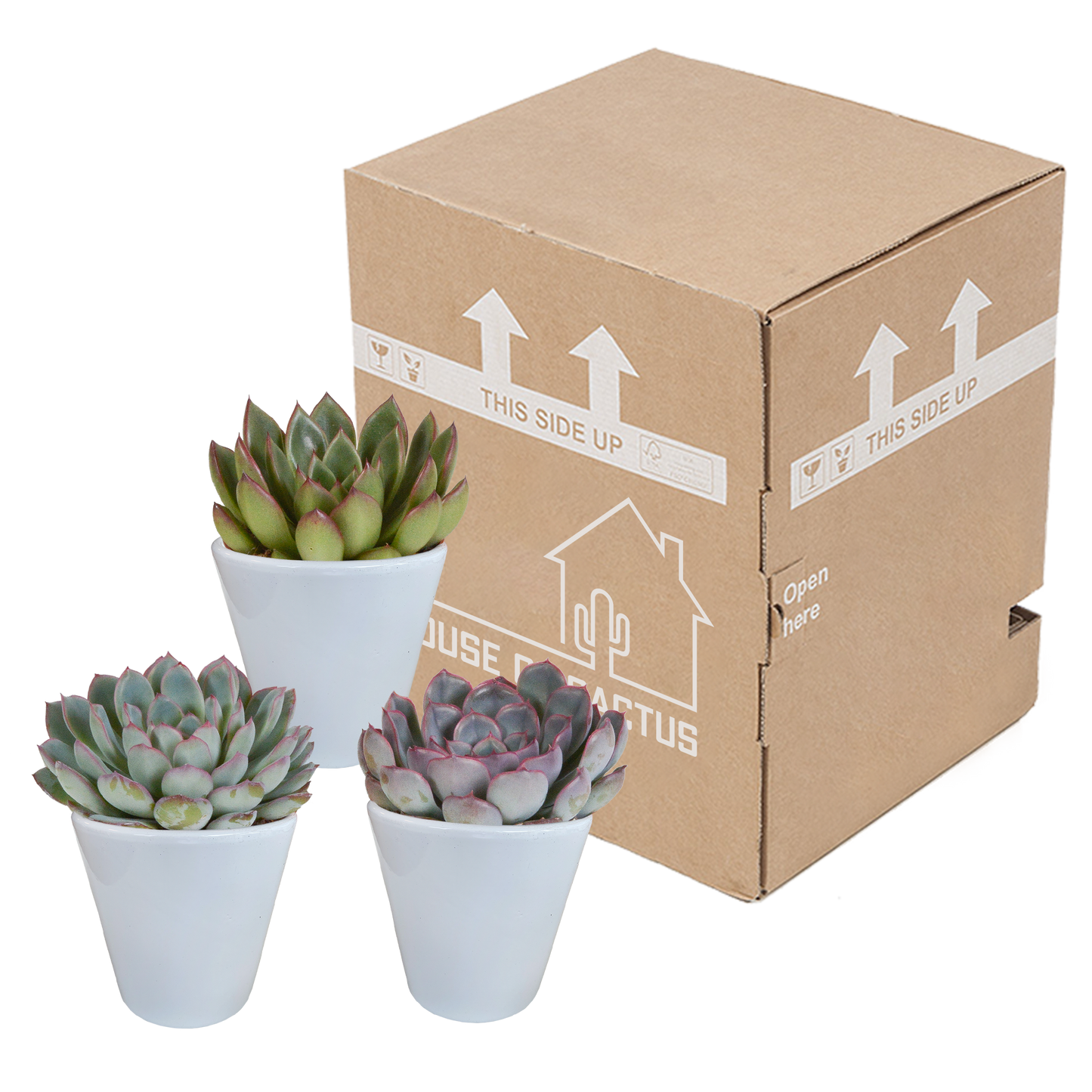 Echeveria-Mischung 8,5 cm - 3x - in witte pot