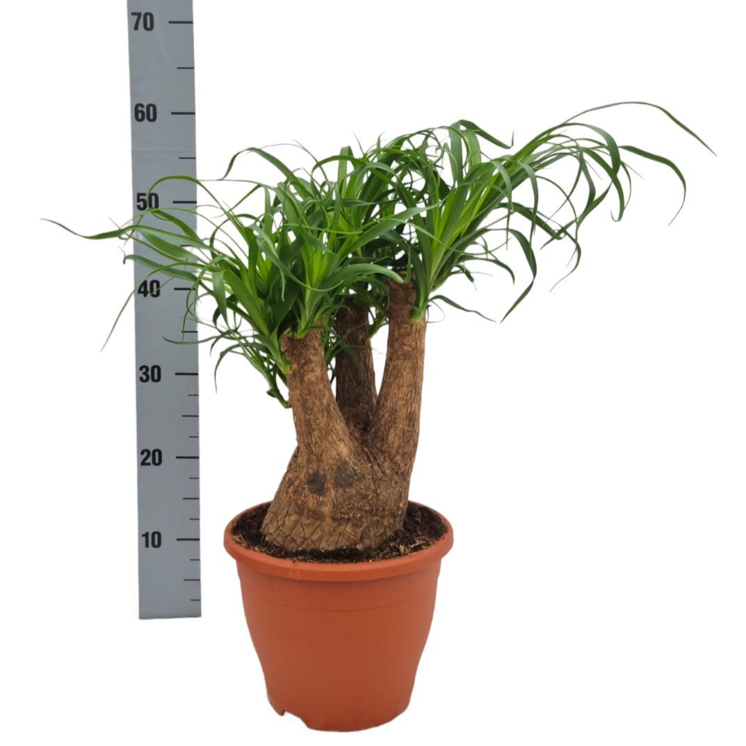 Beaucarnea Nolina - Ø23cm - ↕55cm