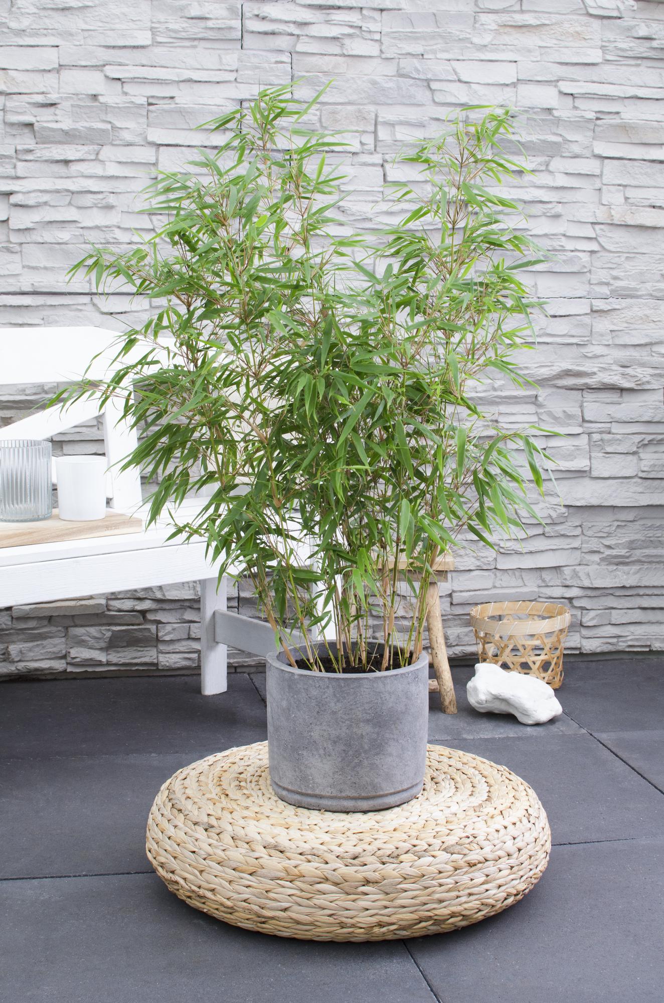 Fargesia rufa - Ø29cm - ↕80cm - Ø23 - ↨80cm