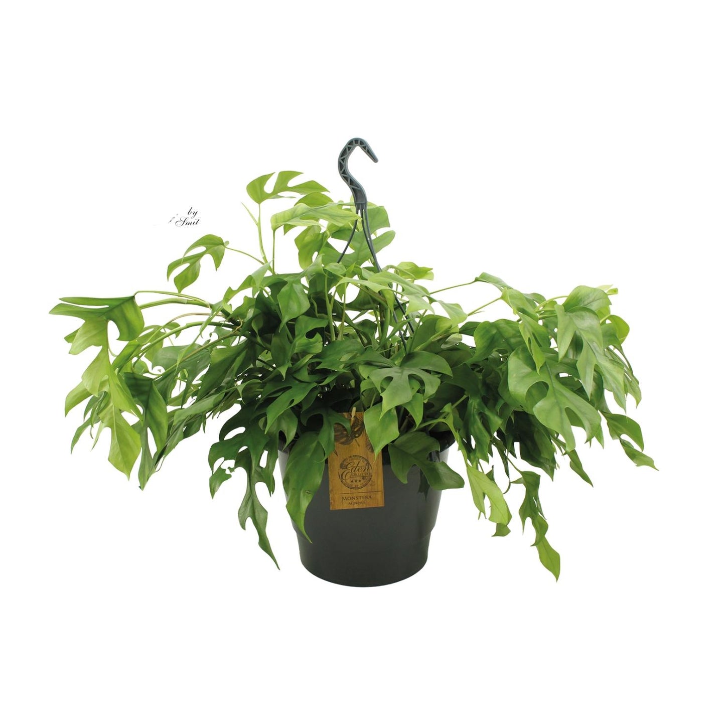 Monstera Minima 27cm HP