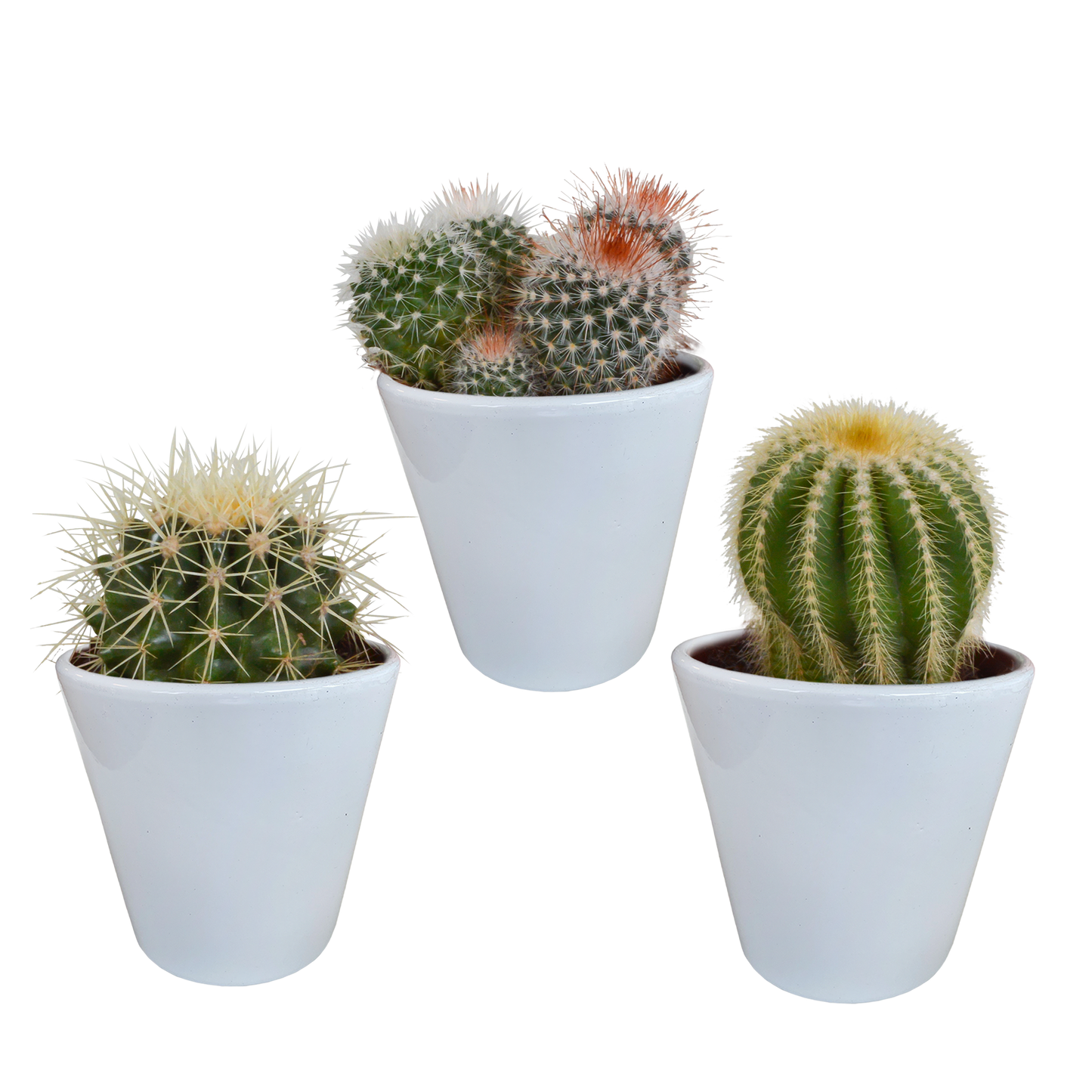 Kugel-Kaktus Mix 8,5 cm – Stilvolles Sukkulenten Arrangement