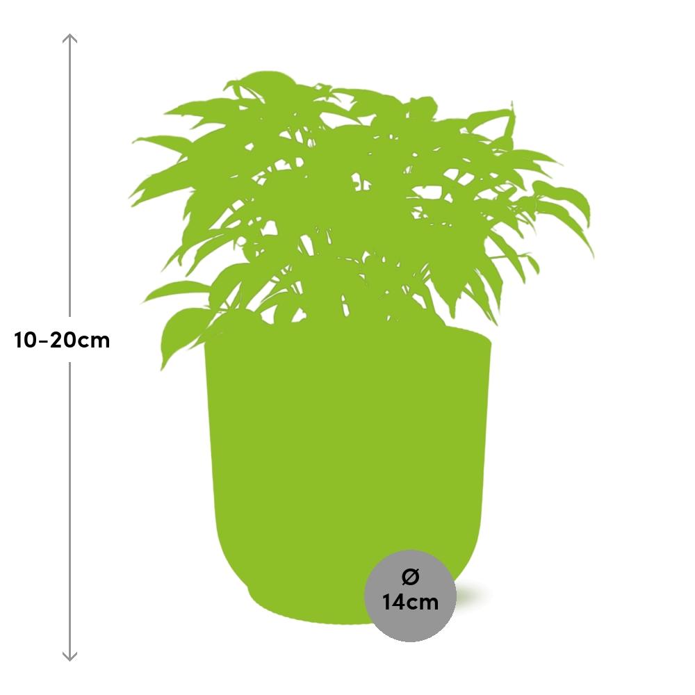 Ficus Benjamina Kinky in ELHO Vibes Fold 14cm geel