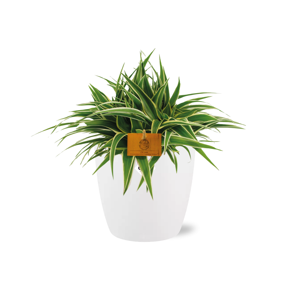 Chlorophytum Ocean 15cm in ELHO brussels 16 cm round white