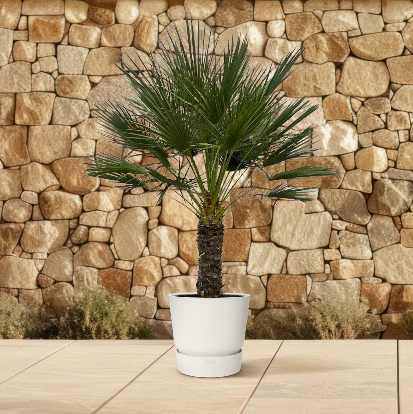 Zwergpalme auf Stamm – 150 cm mediterranes Flair