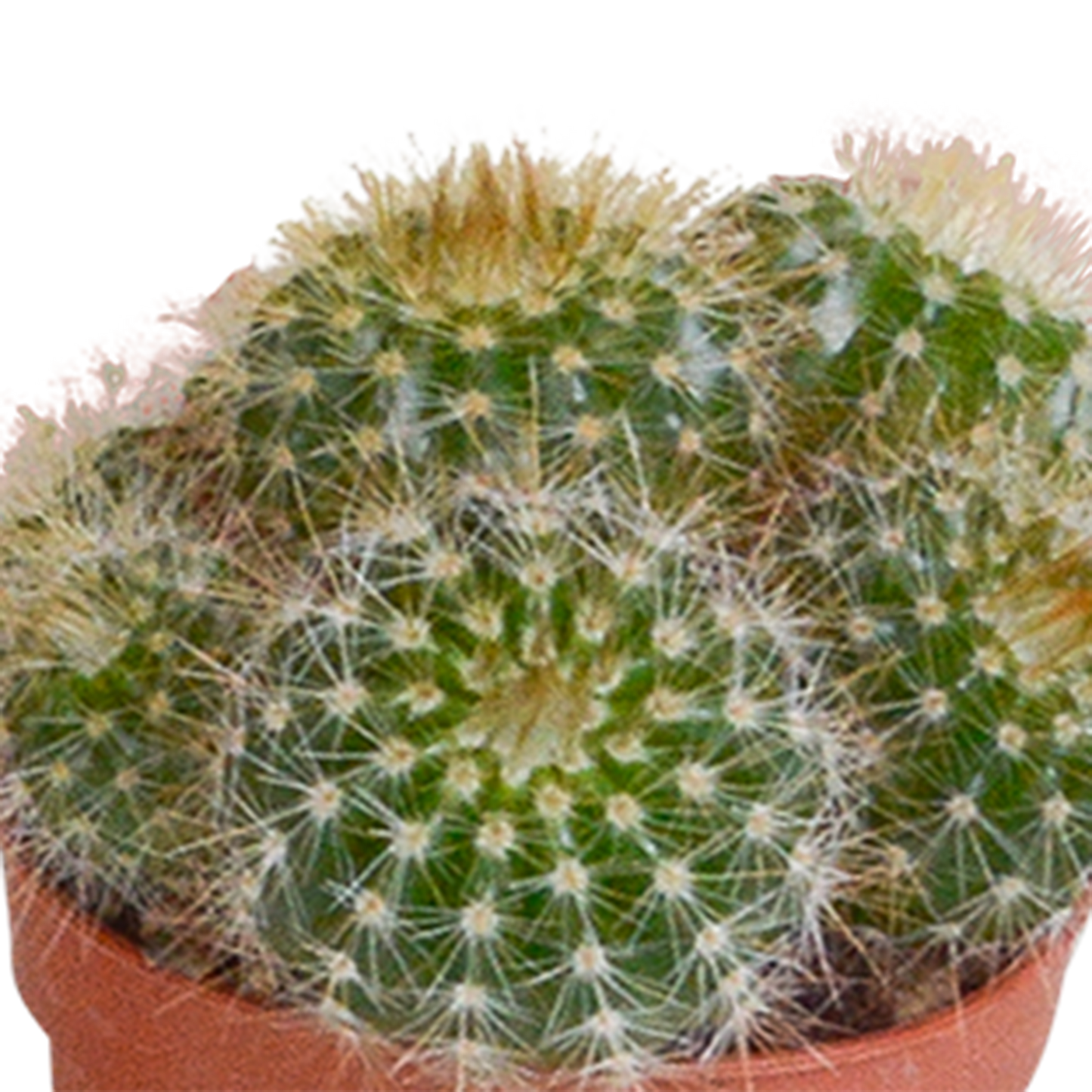 Kakteenmischung 5,5 cm - 10x - zonder pot