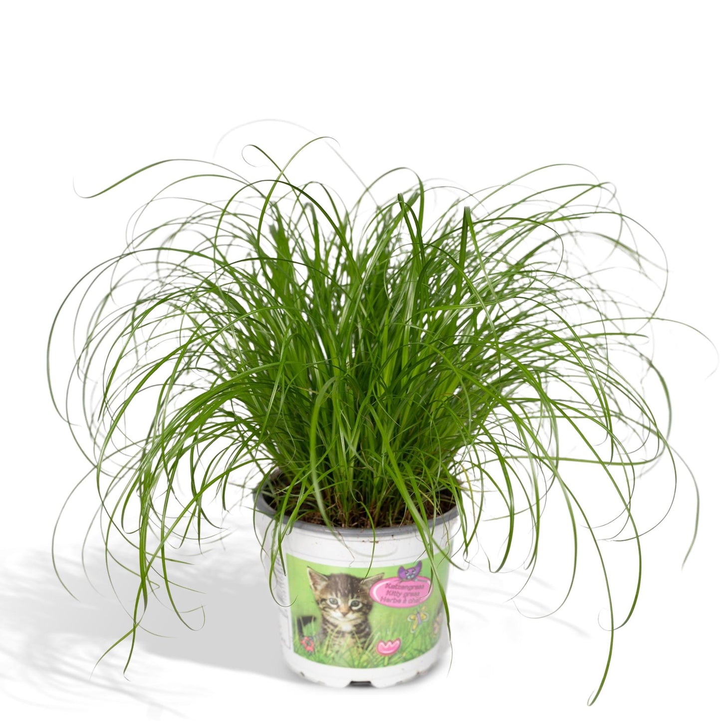 Cyperus Alternifolius - Katzengras - Ø12cm - ↕20cm