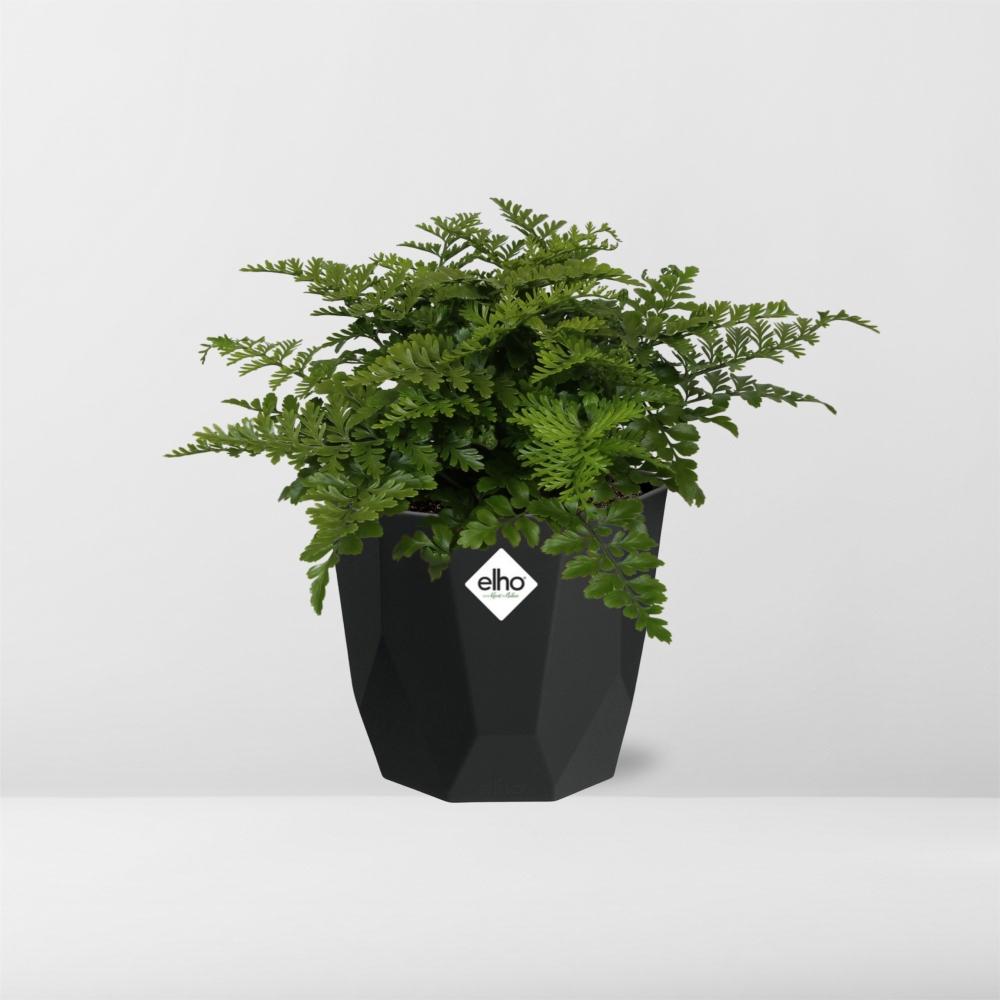 Asplenium Parvati in 14cm b.for rock living black