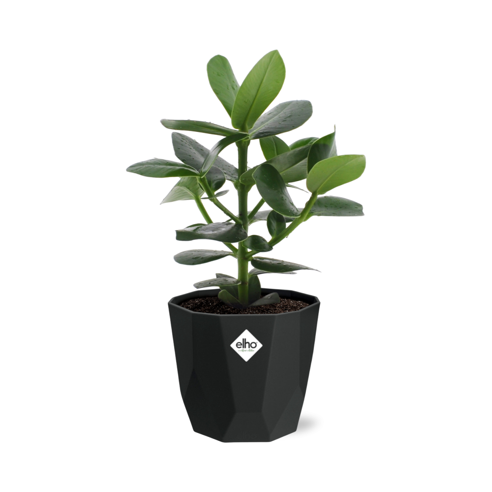 Clusia Princess in 14cm b.for rock living black