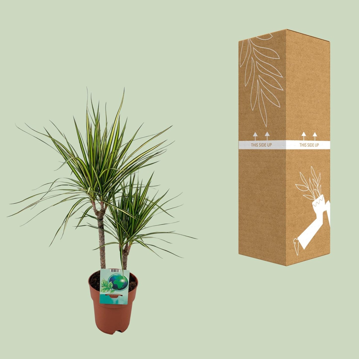 Dracaena Marginata Bicolor - Ø19cm - ↕70cm