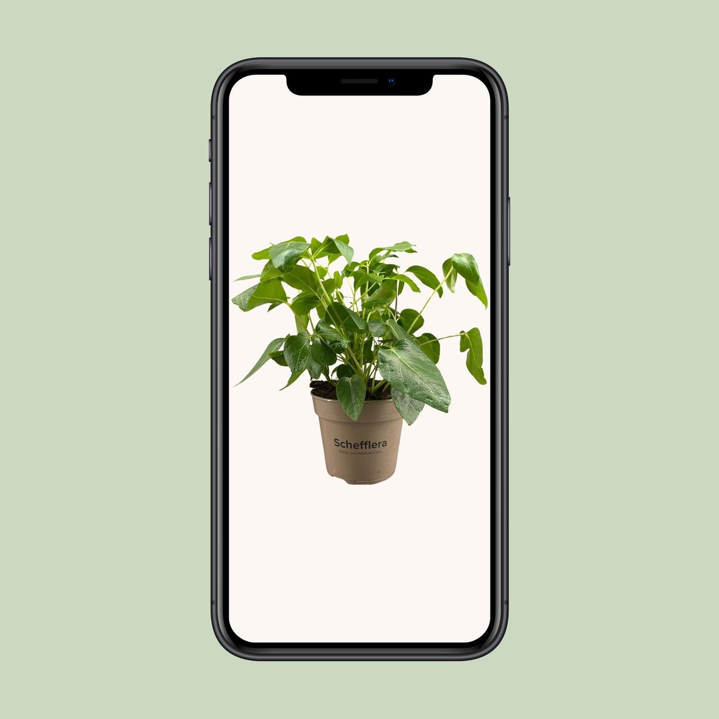 Schefflera Artinolphylla - Ø15cm - ↕45cm
