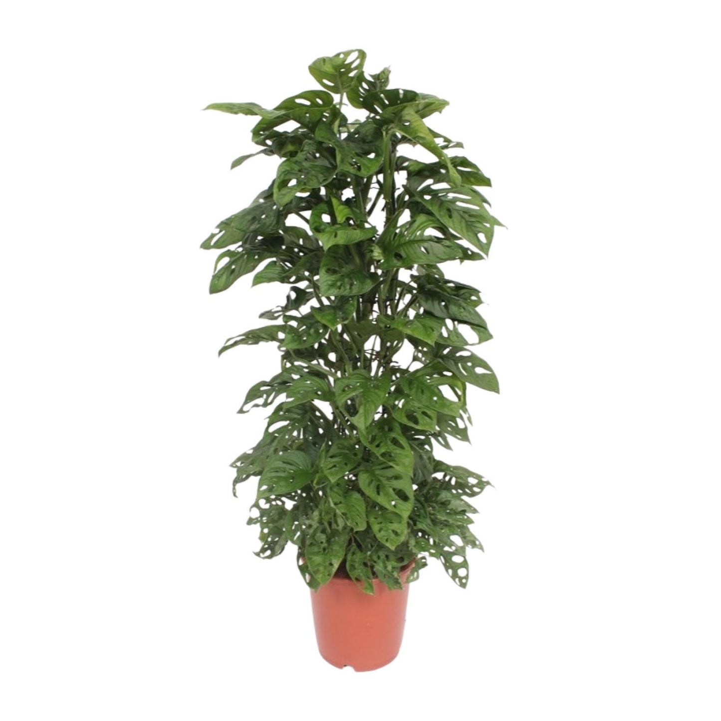 Monstera Monkey Leaf - Ø24cm - ↕120cm