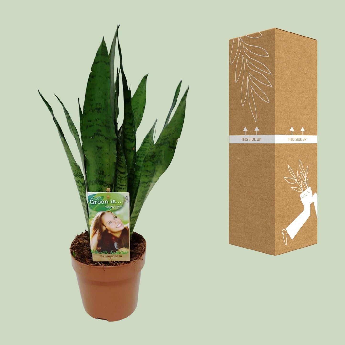 Sansevieria Zeylanica - Ø17cm - ↕60cm