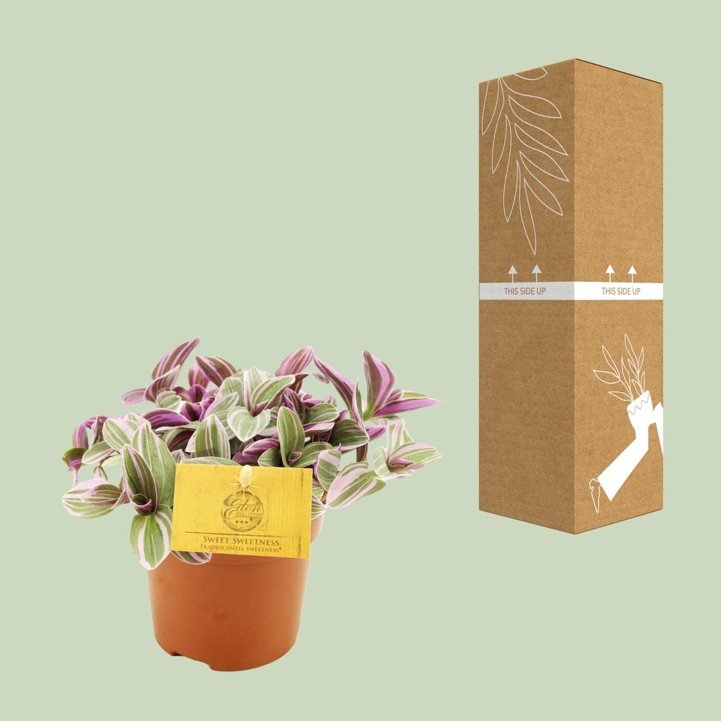 Tradescantia Sweetness 10,5cm - Ø10,5cm - ↕10cm