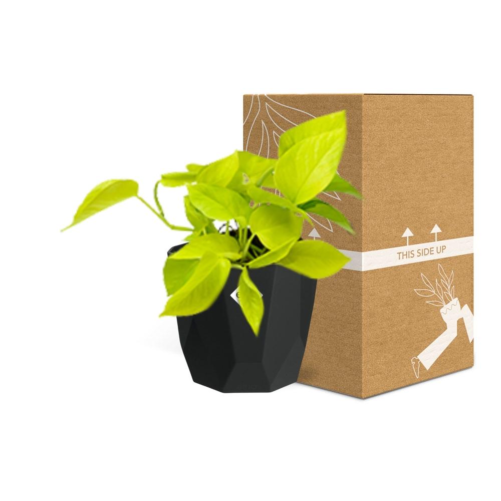 Epipremnum Pinnatum ‘Golden Pothos’ in 14cm b.for rock living black